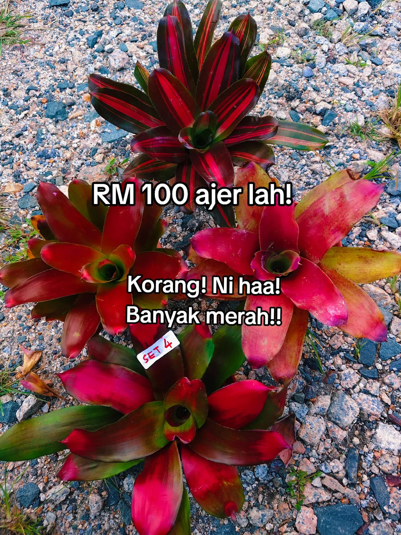 @MEKNA Garden