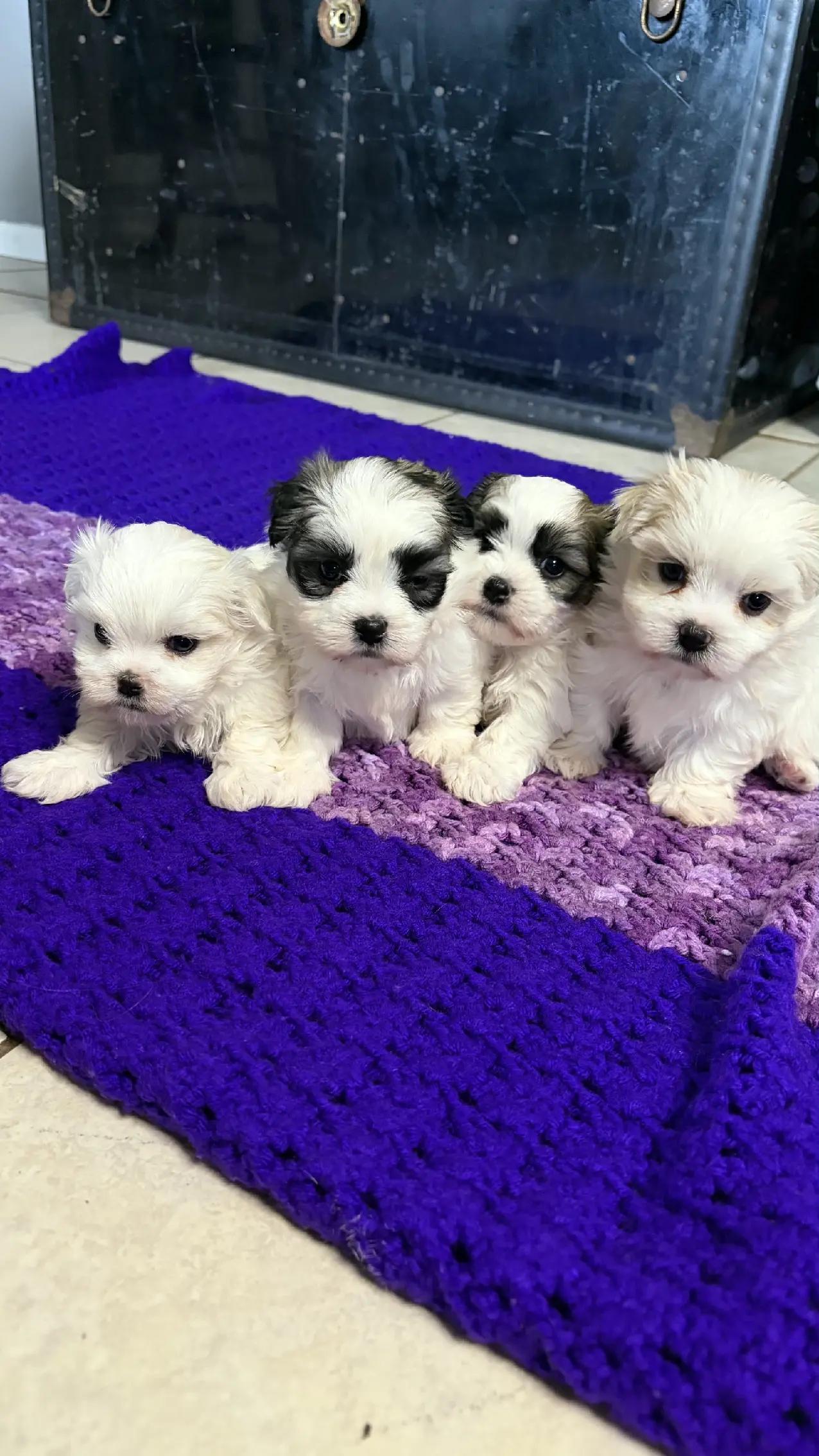 @Barb's Precious Pups