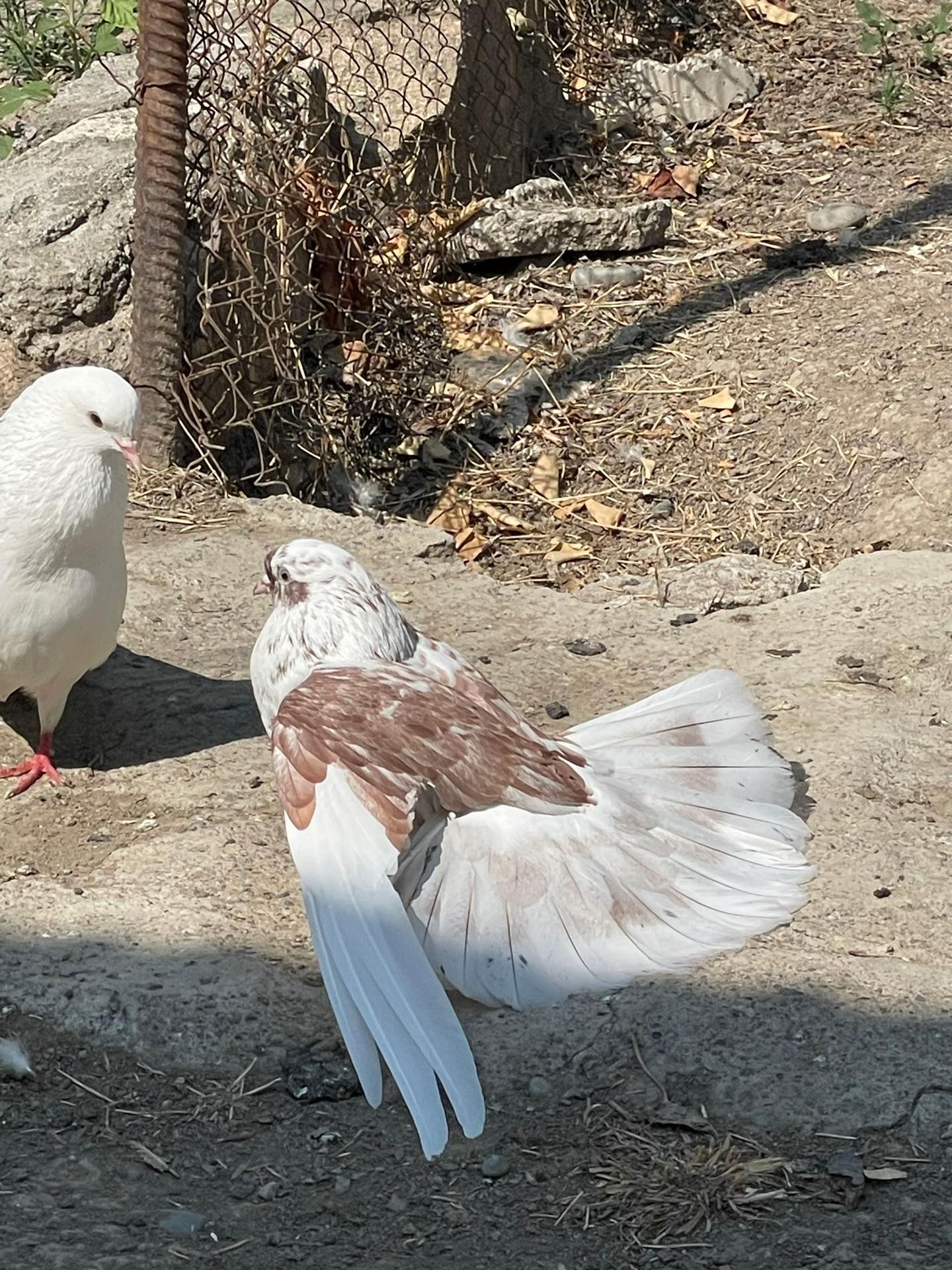 @𝗧𝗲𝘇𝗲 𝗠𝗲𝗵𝗹𝗲 🕊️