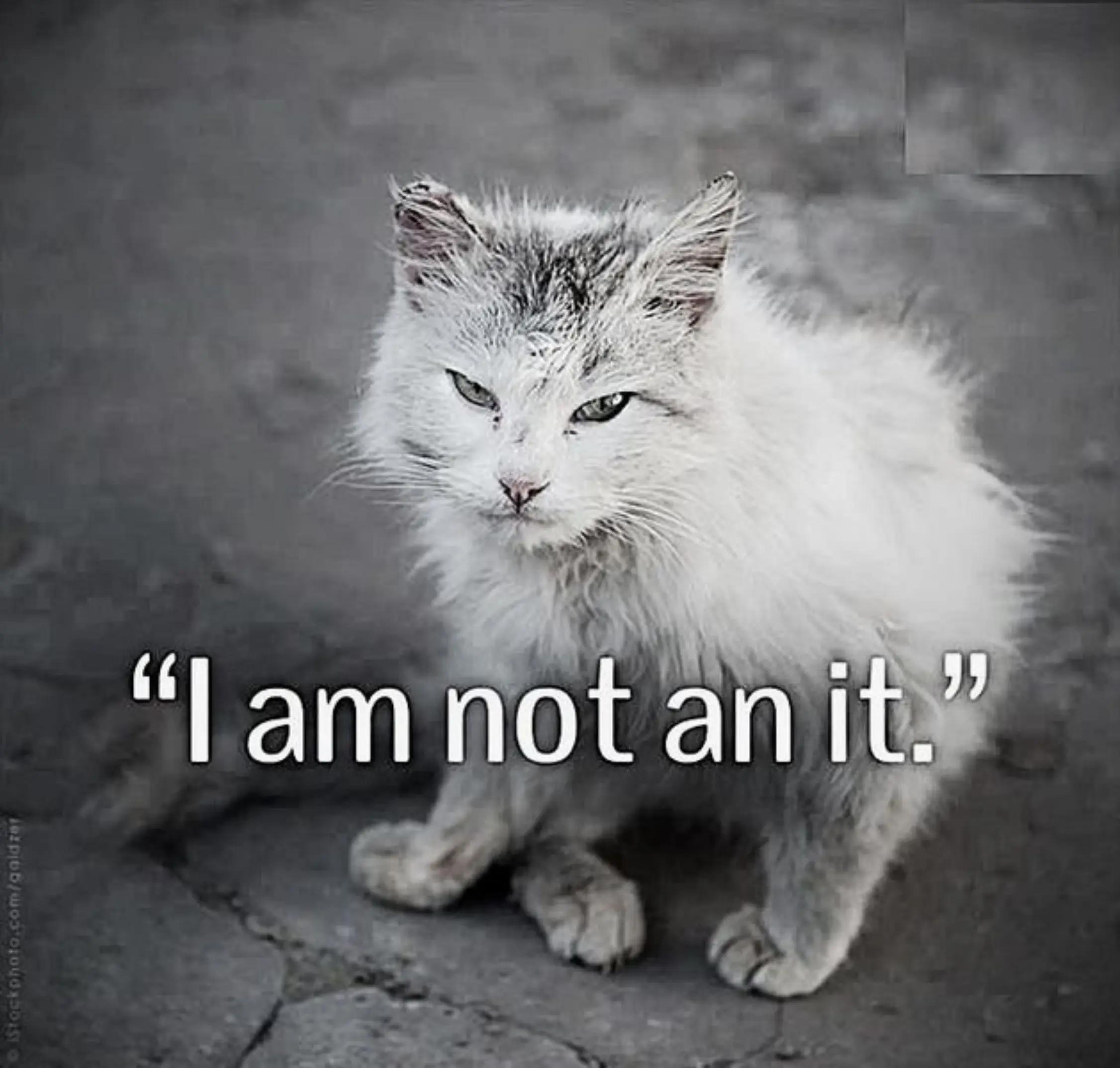 @Ava Animal 🩷🐾🩷