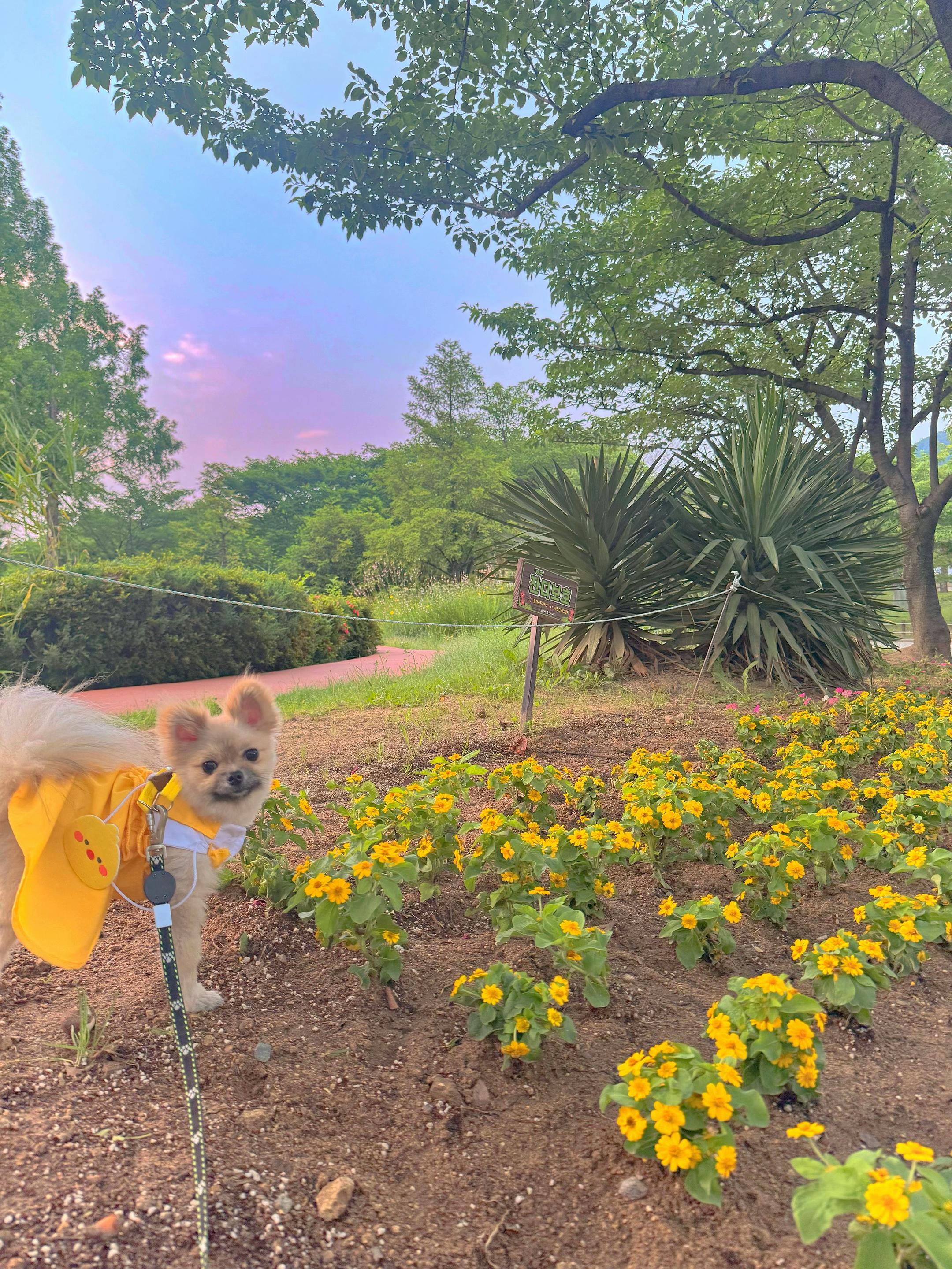@꒰ঌ세링໒꒱