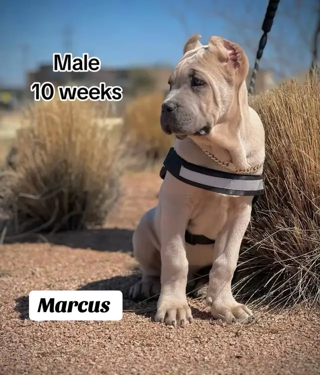 @North America Mastiff Founder