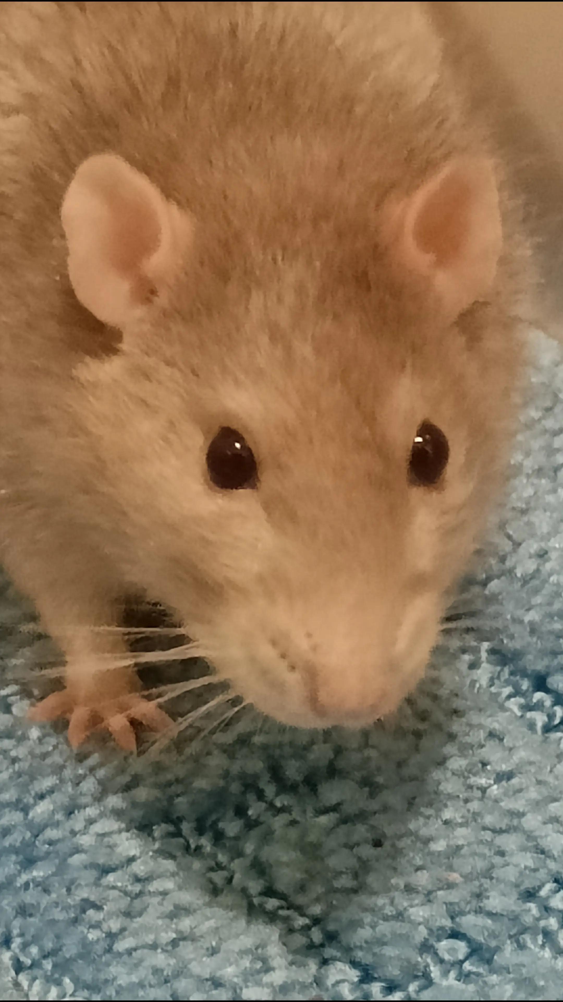 @thecuriousrats