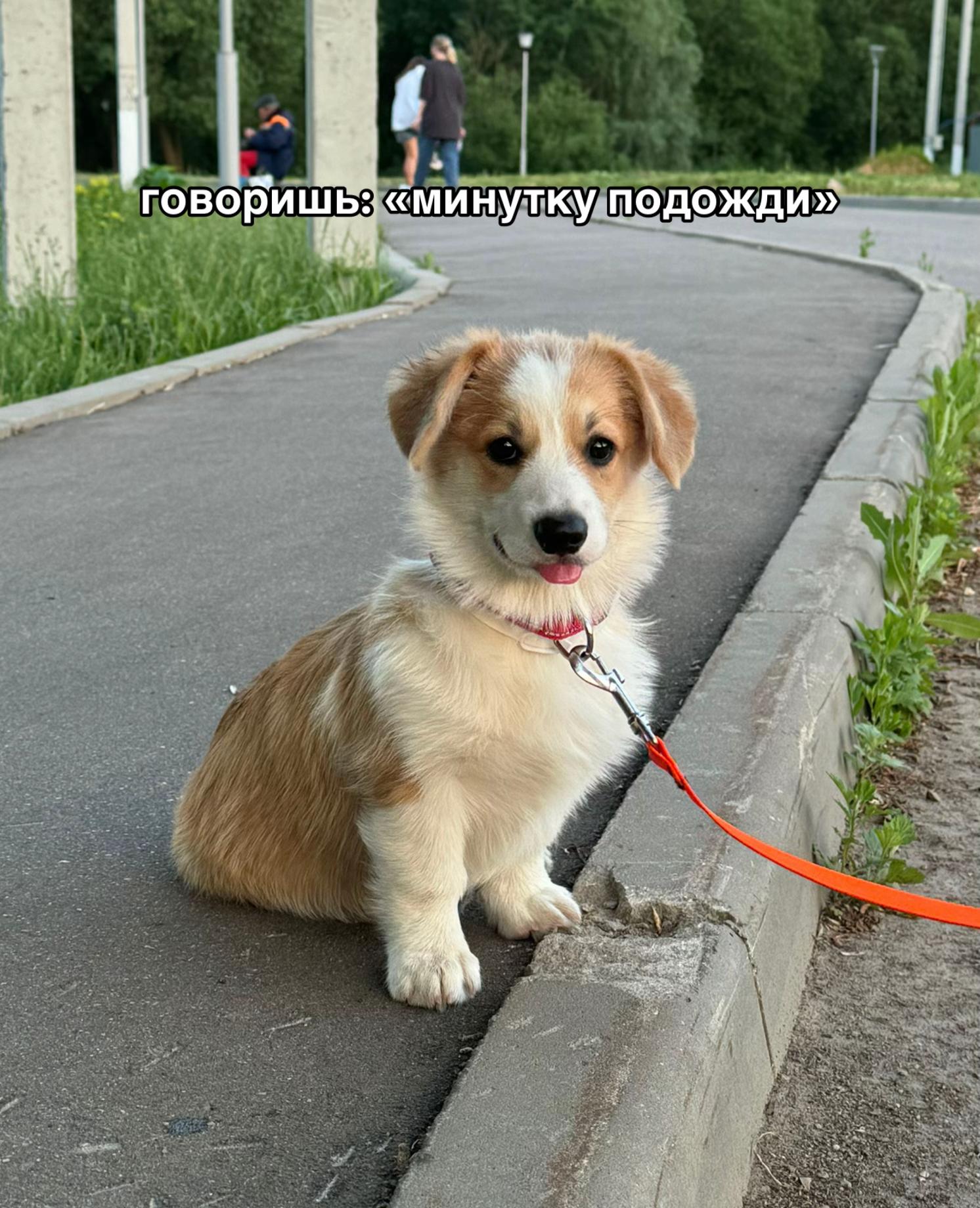 @Слойка корги
