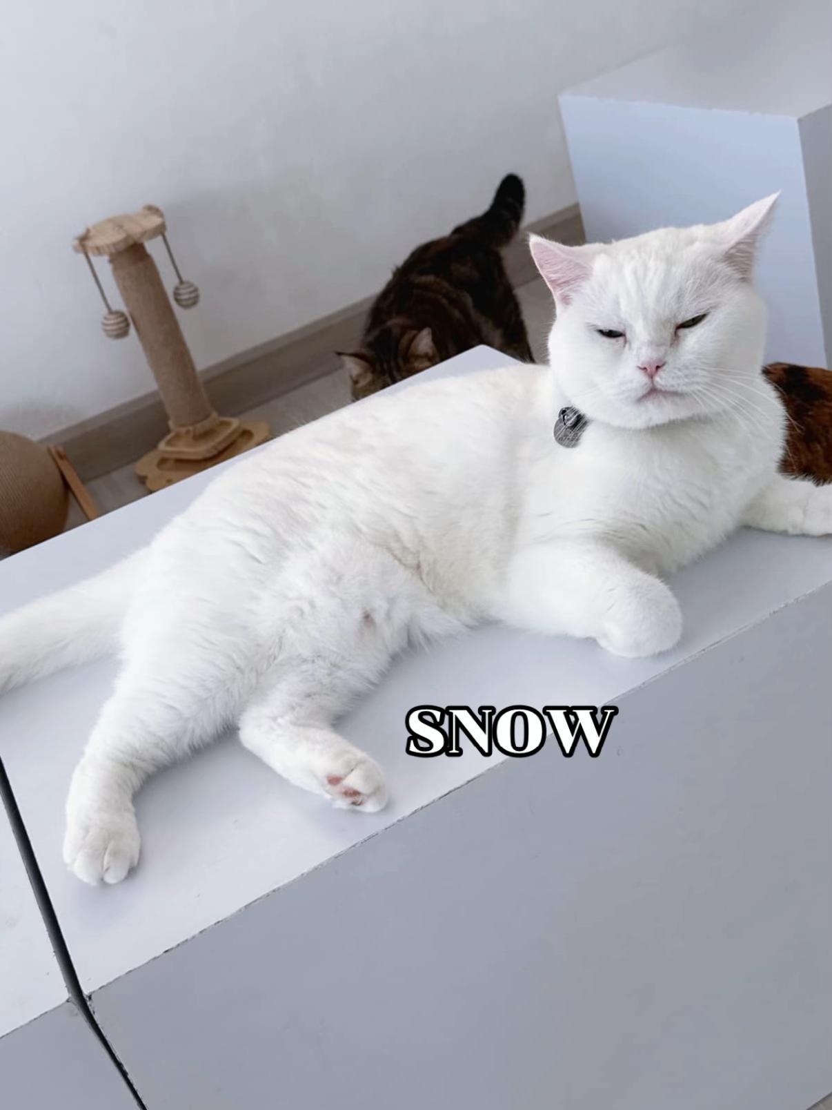 @คาเฟ่แมวโมริ Mori cat cafe'