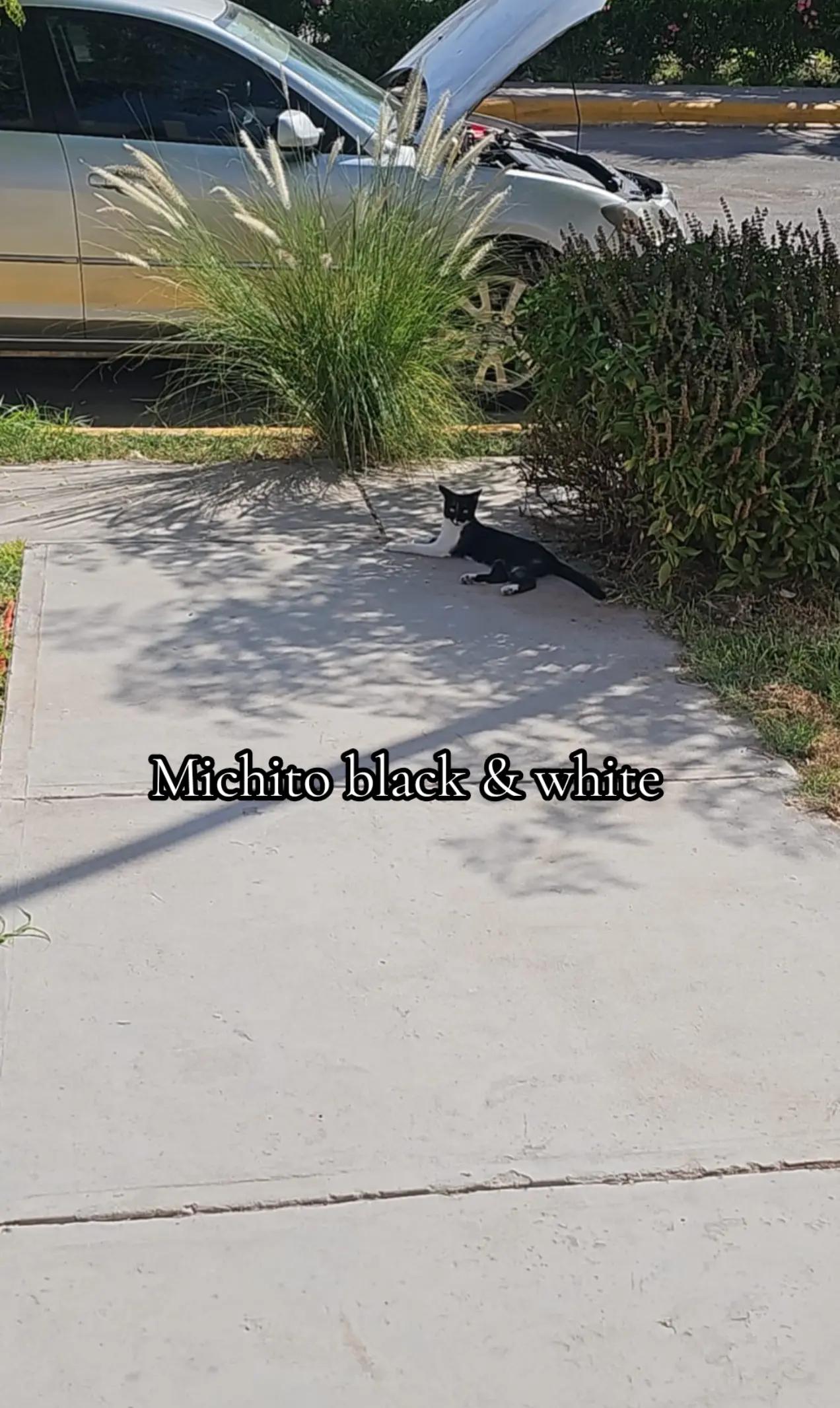 @la loca de los gatos 😽