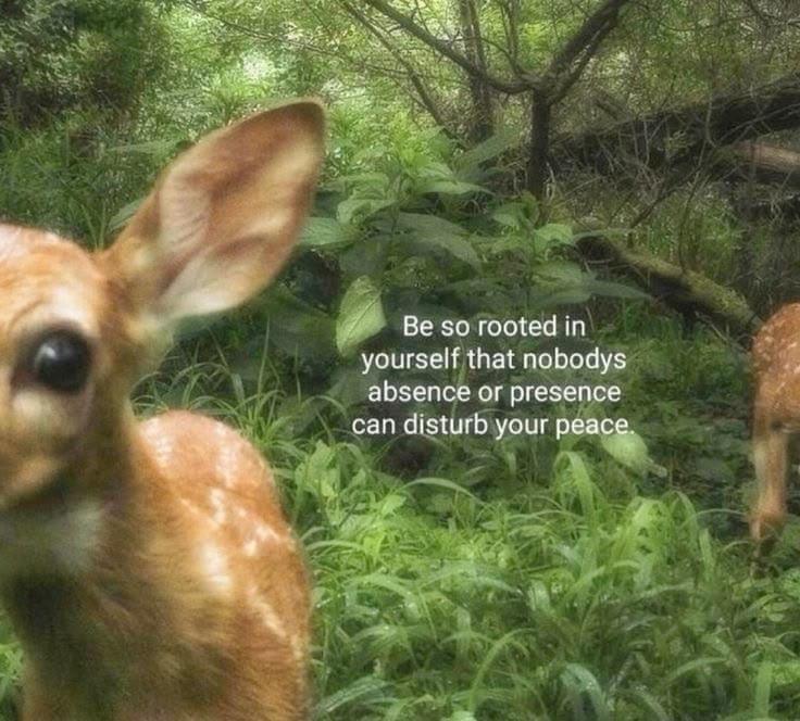 @kati ꩜ 🦋🕊🦔🪷🧚🏼&zwj;♀️