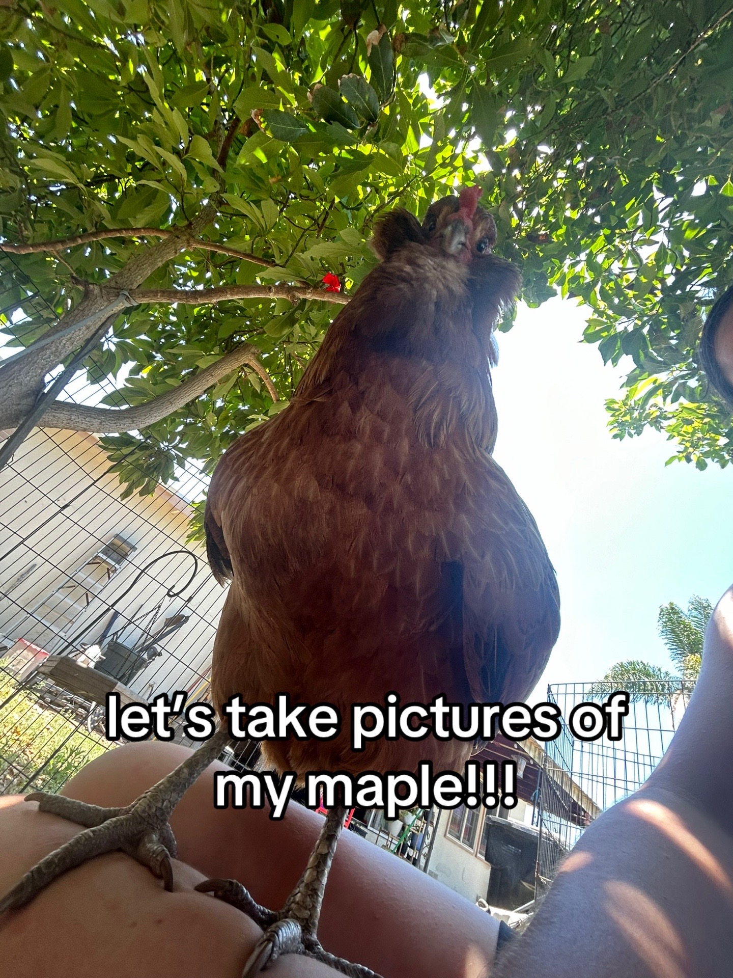 @Seven_mightyhens