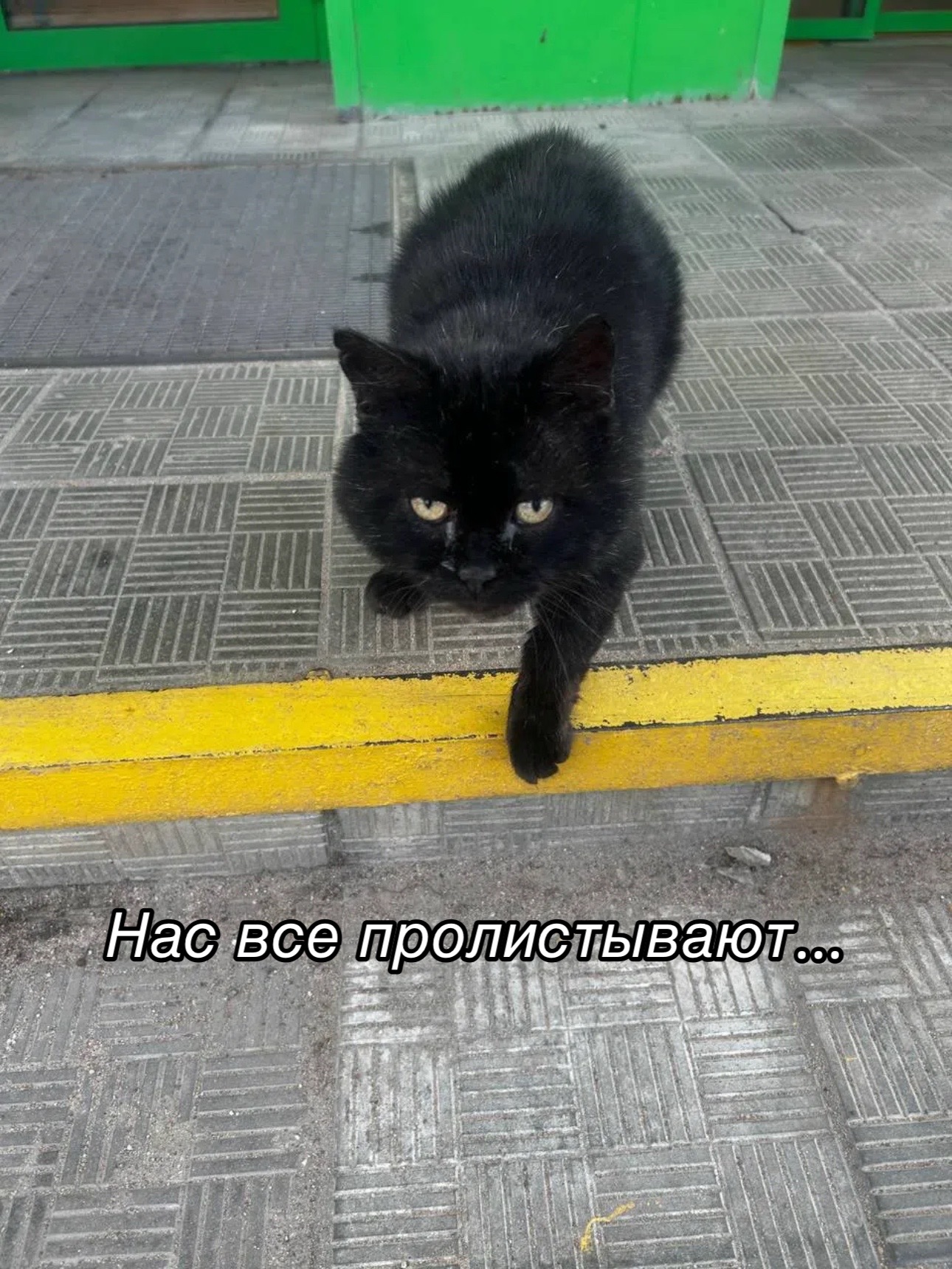 @Приют для животных Потеряшка