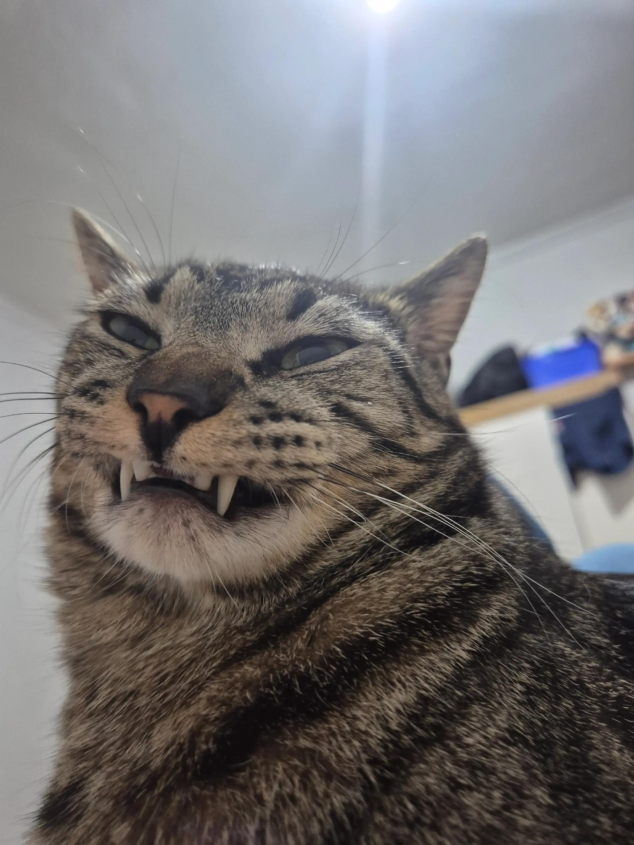 @Mushu