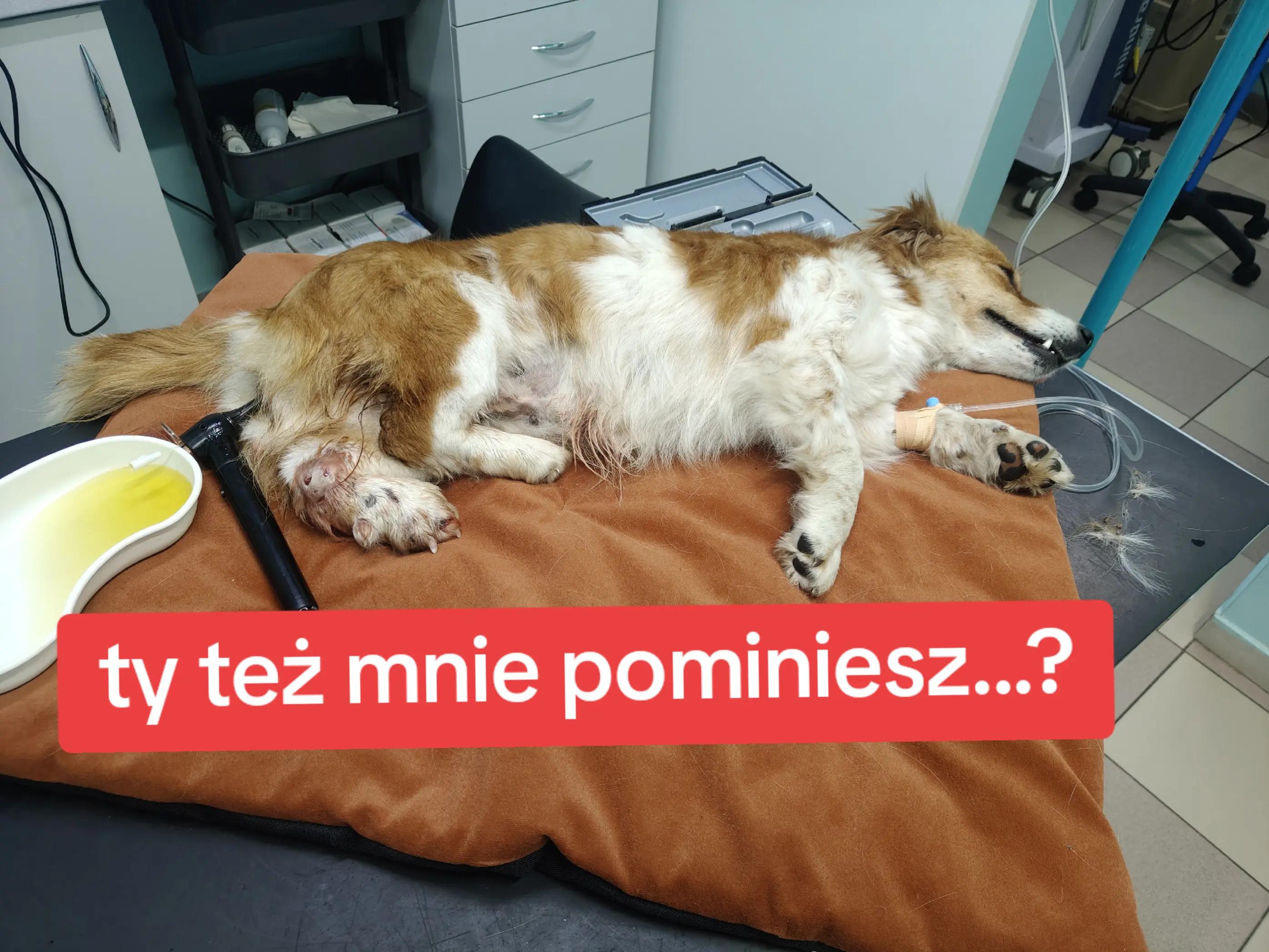 @fundacja4paws