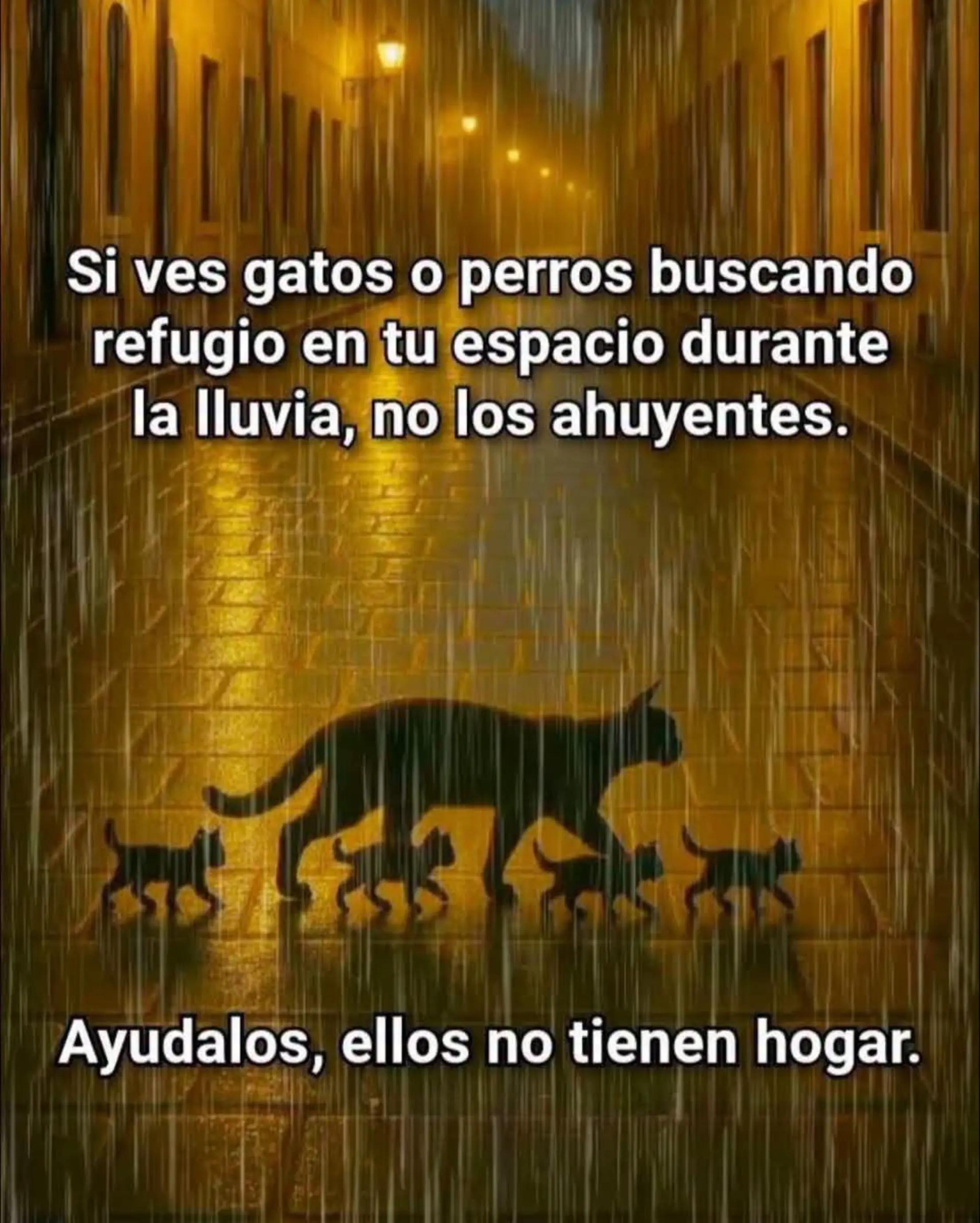 @🇲🇽Guli.Carrada 🐈⬛