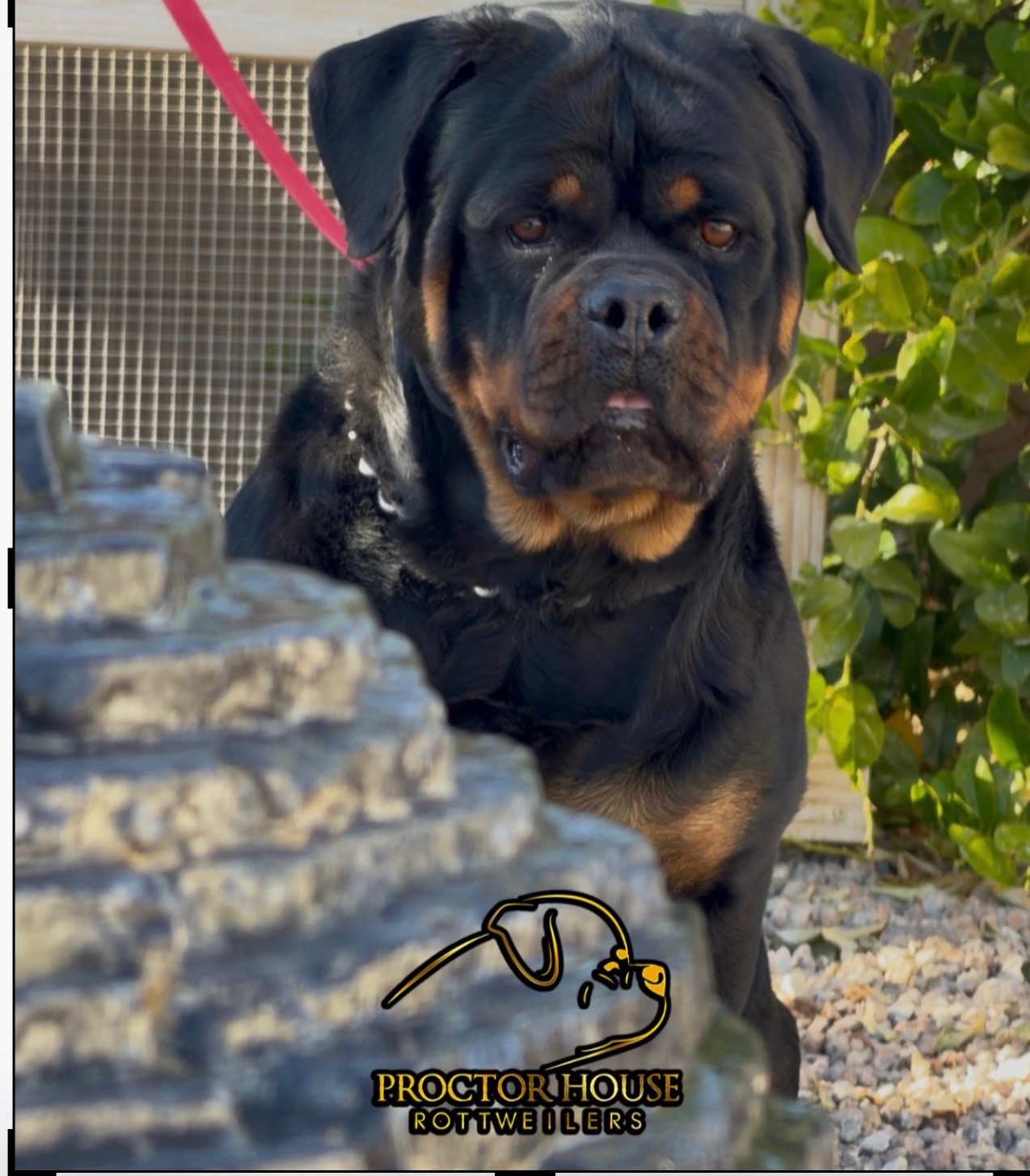 @Proctor House Rottweilers