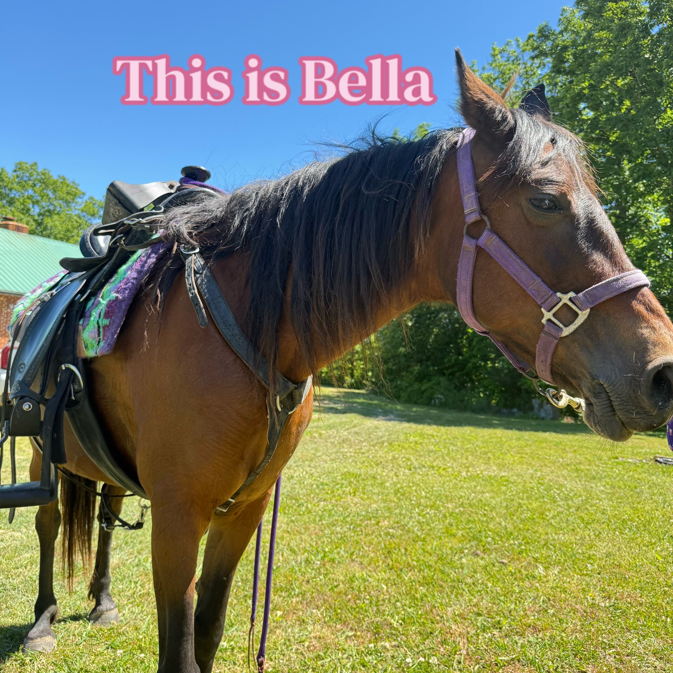 @EightyDollarStables