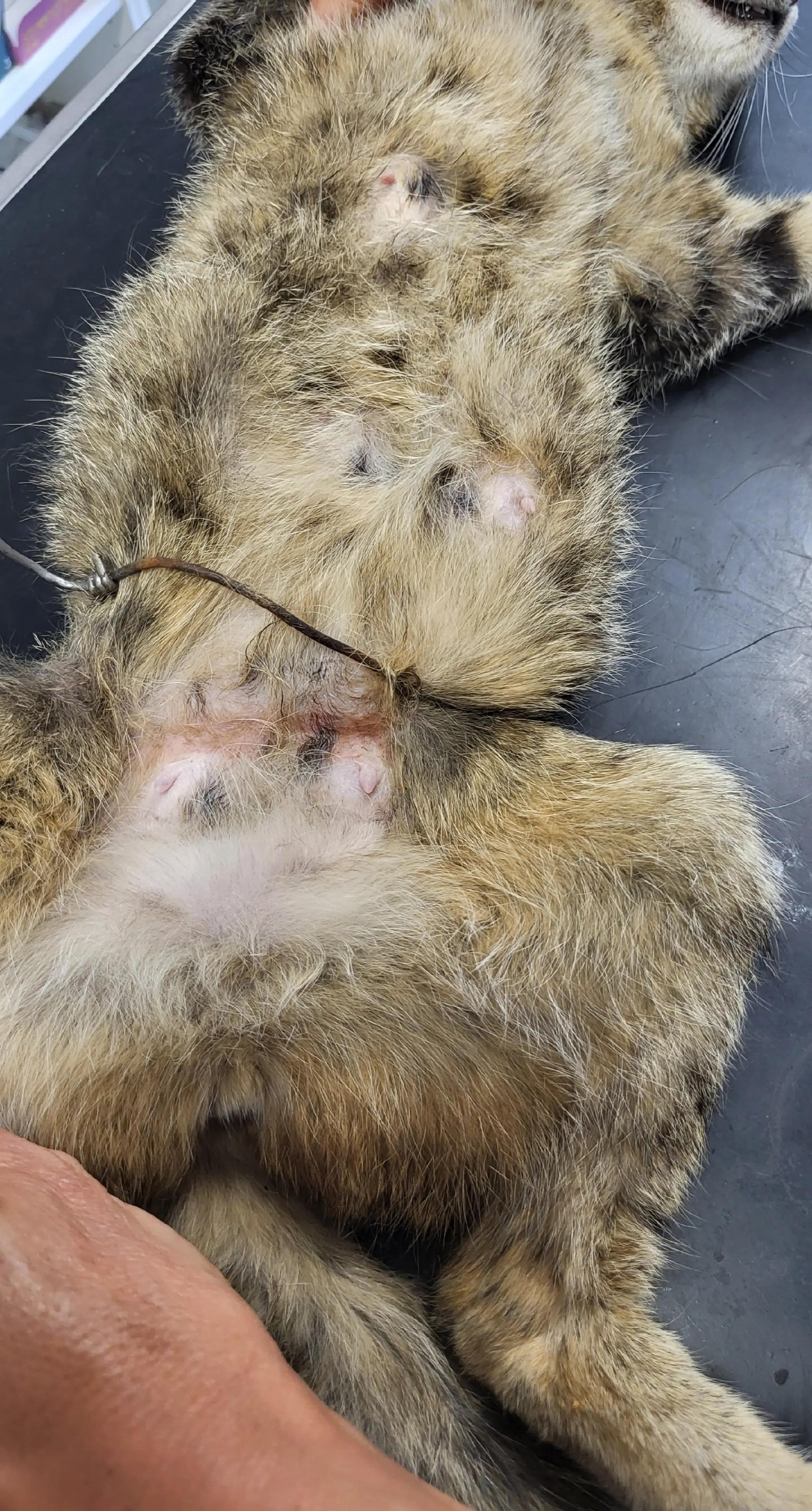 @tierschutz_aktivkaernten