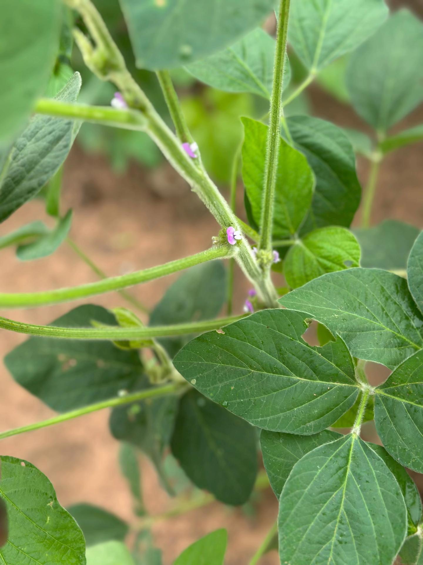 @growformeafrica