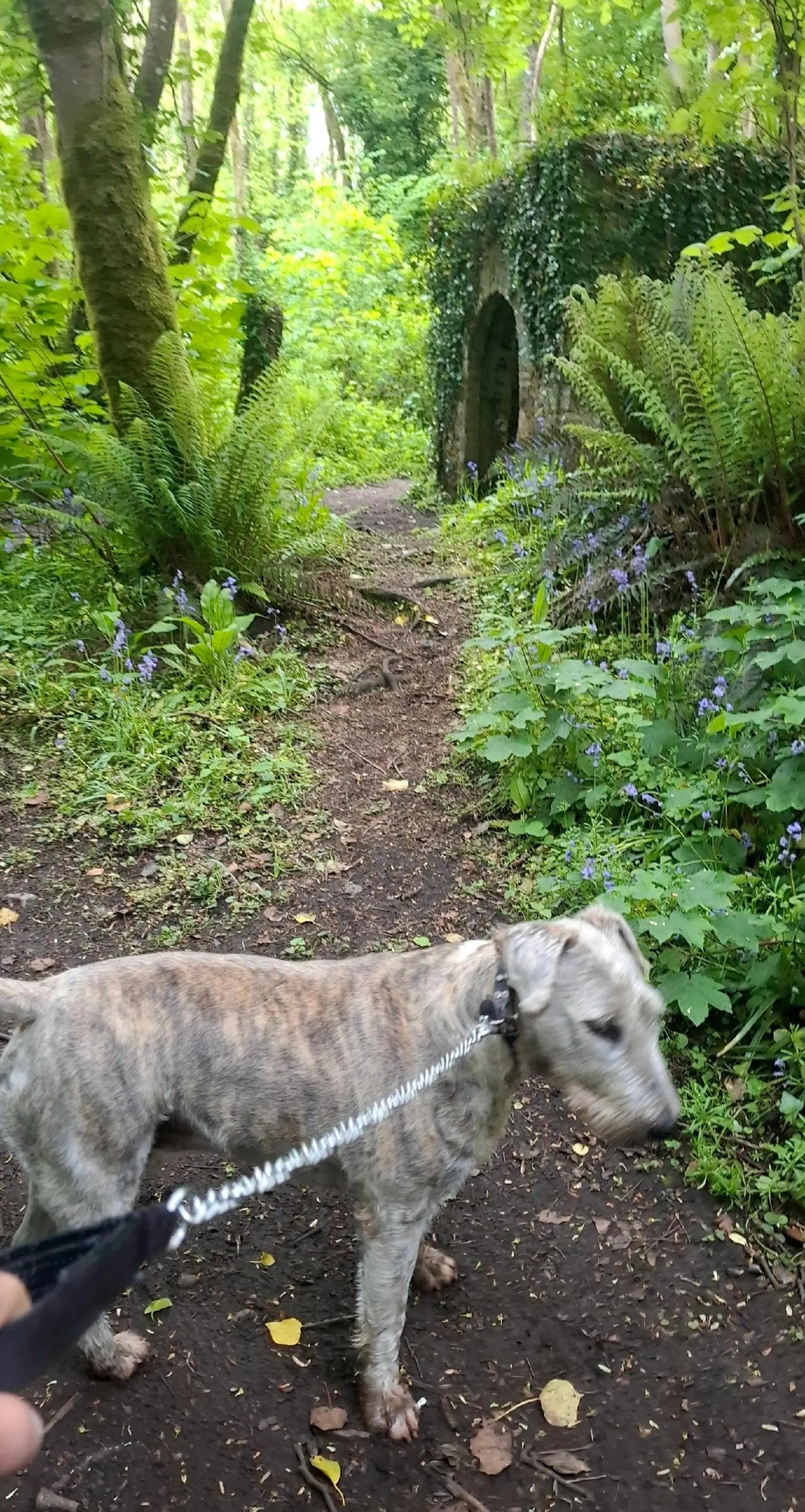@TOBY THE WHEATEN BULL TERRIER