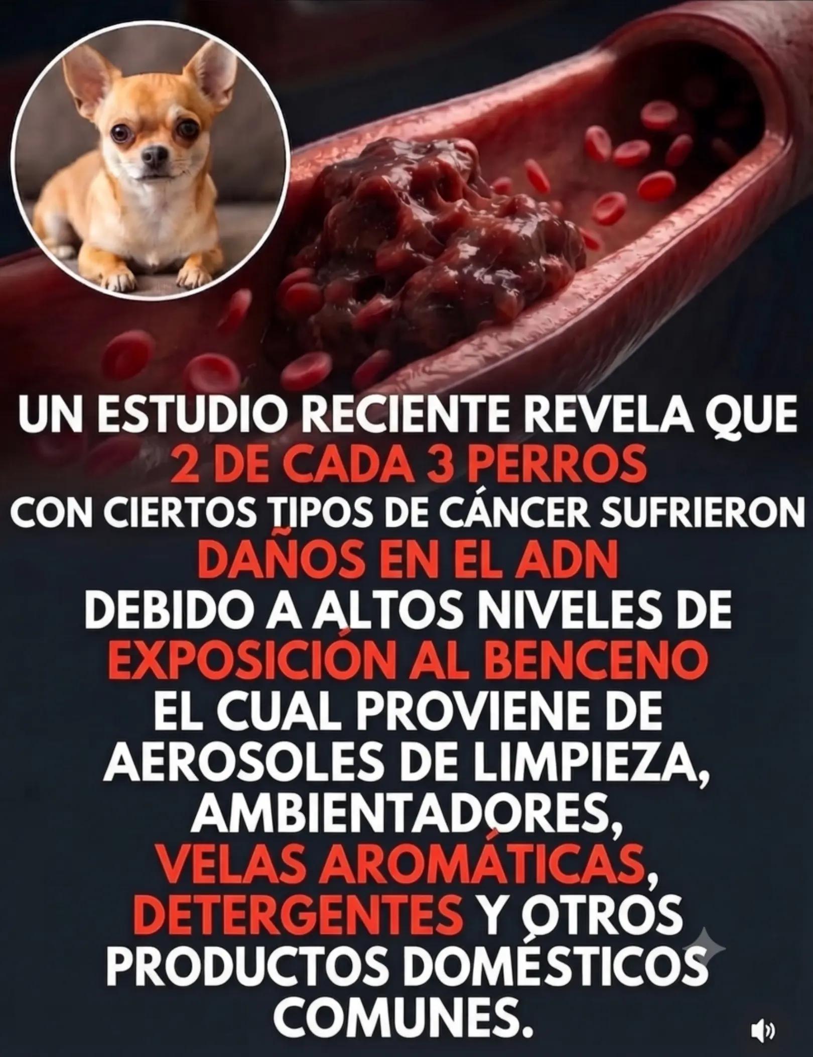 @chihuahuaxlovers
