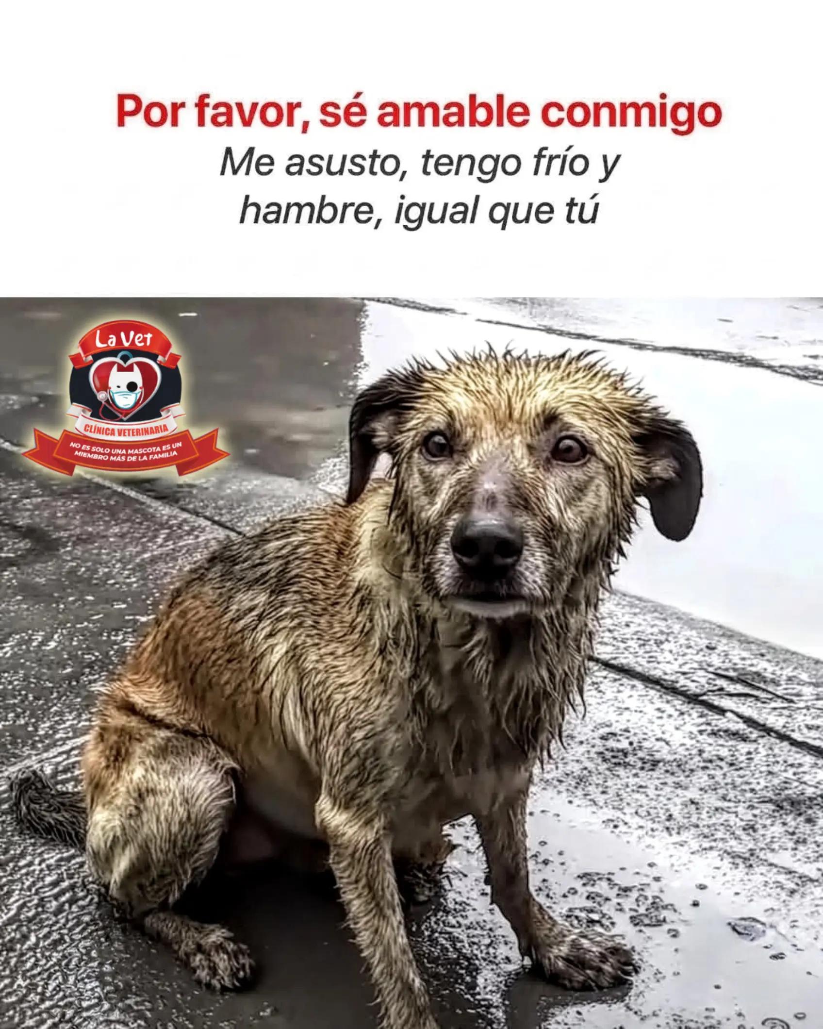 @Cl&iacute;nica la Vet Oriente