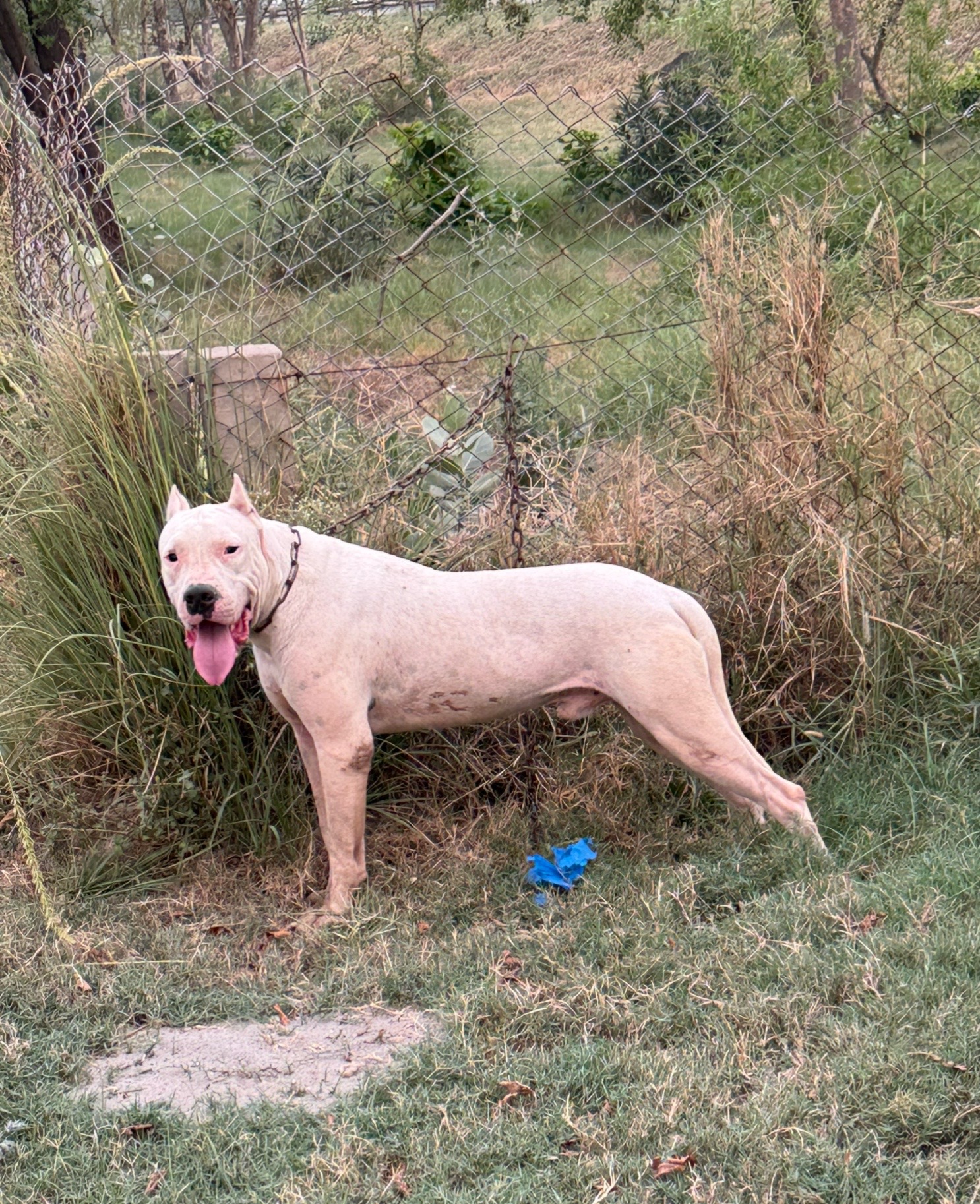 @LIGER the DOGO ARGENTINO