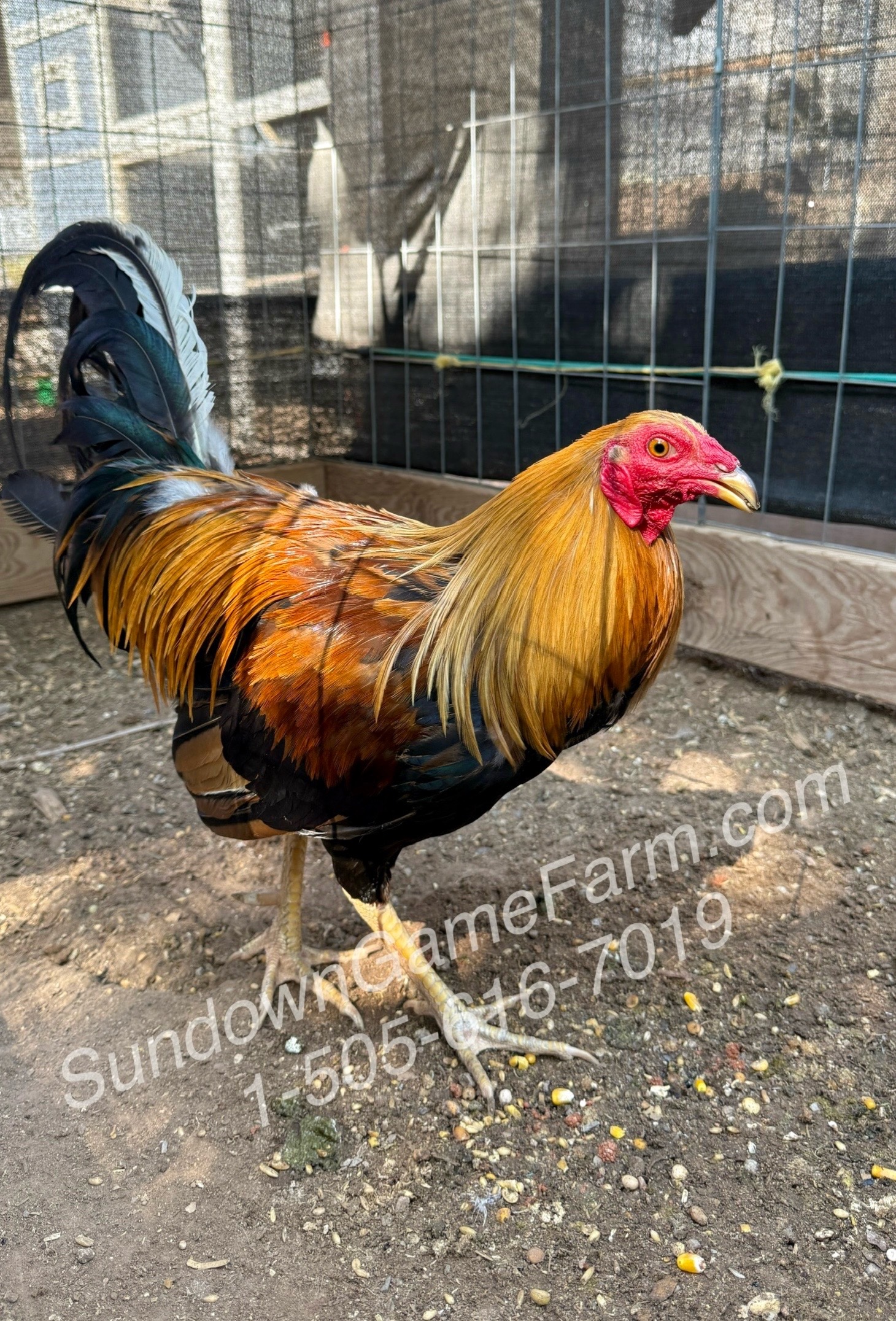 @Sundown Game Farm
