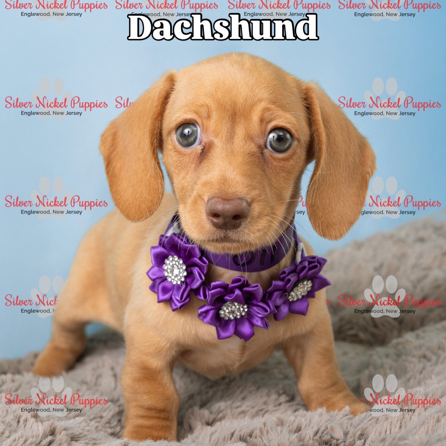 @Silver Nickel Puppies
