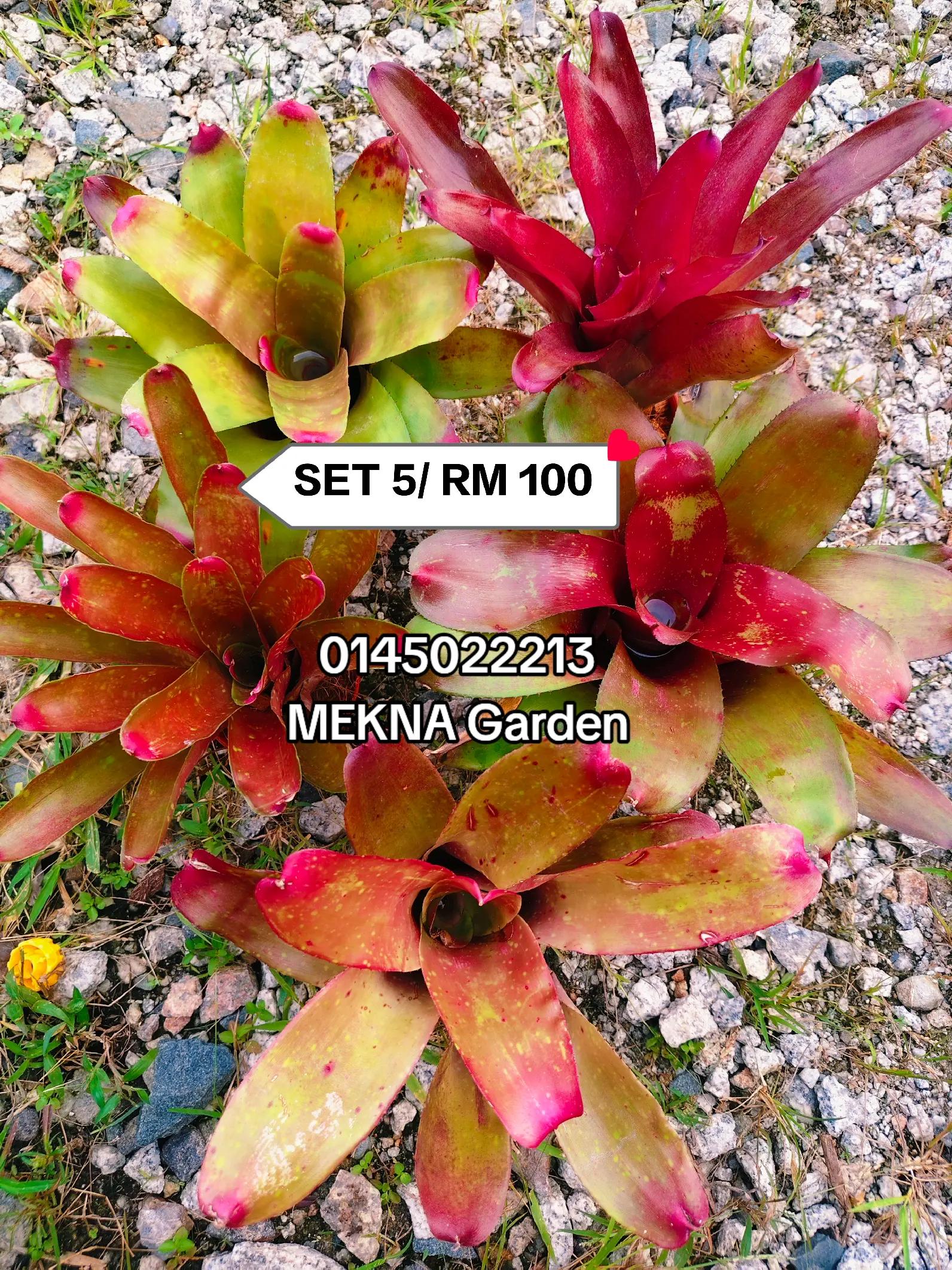 @MEKNA Garden