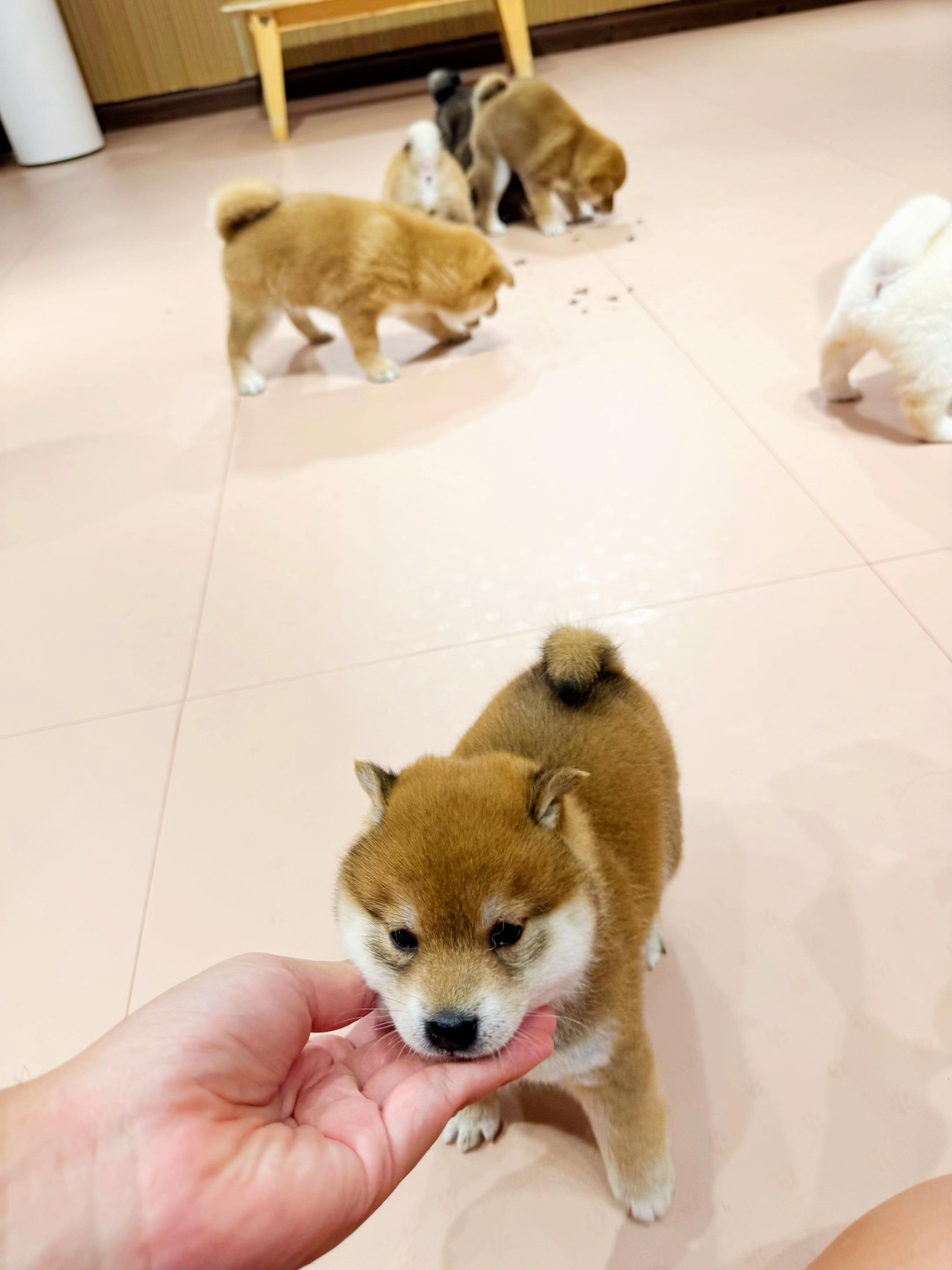 @Shibainu Story