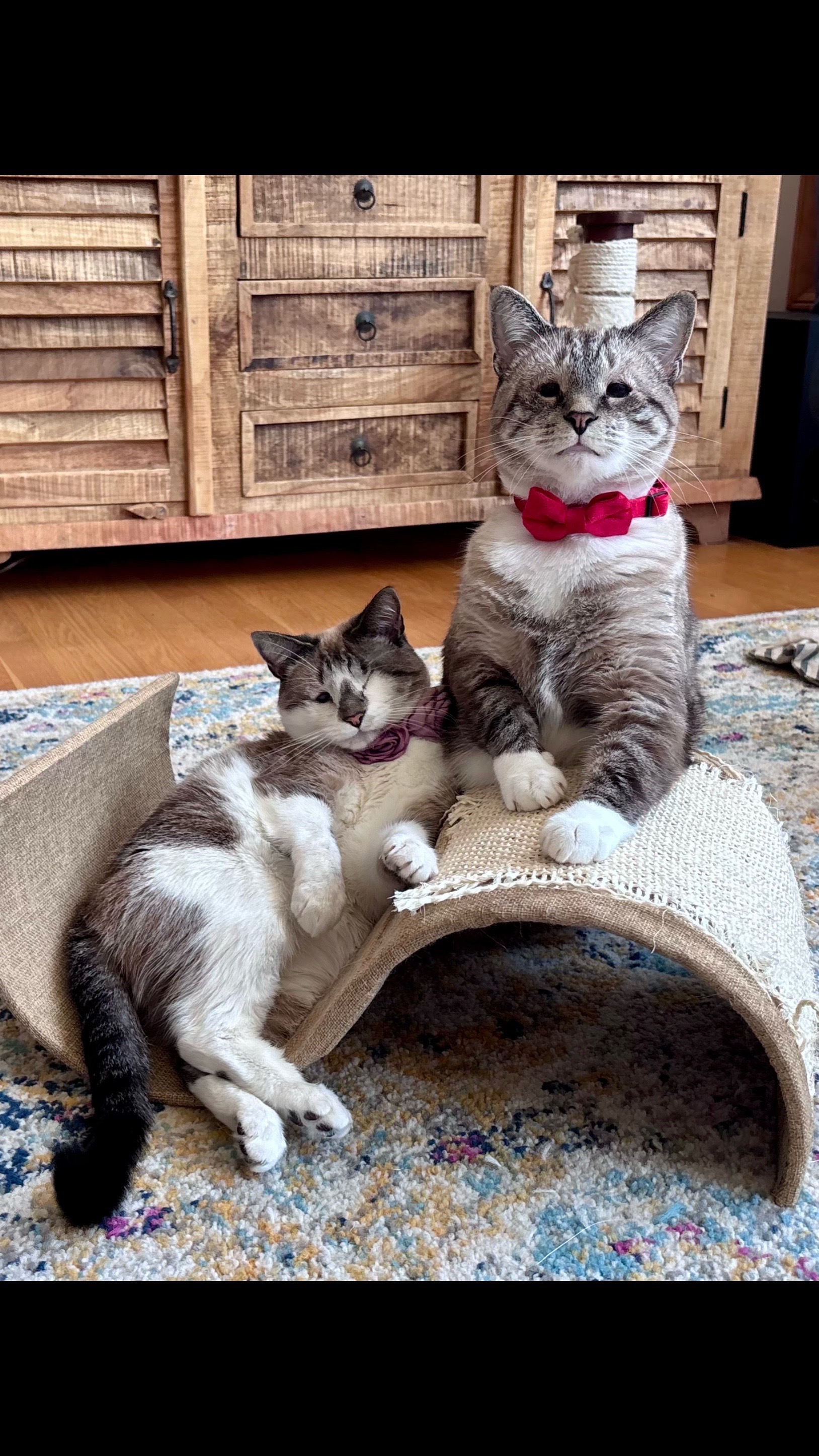 @bellkittiesmom