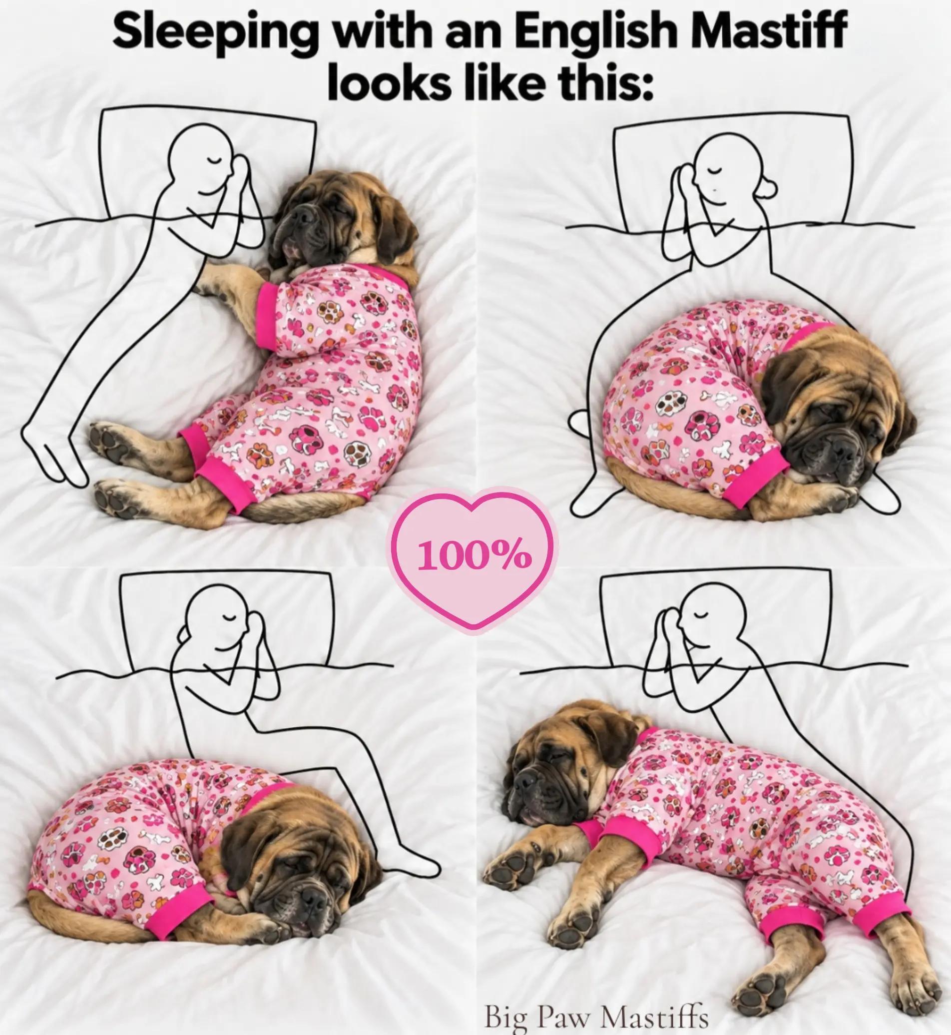 @Big Paw Mastiffs