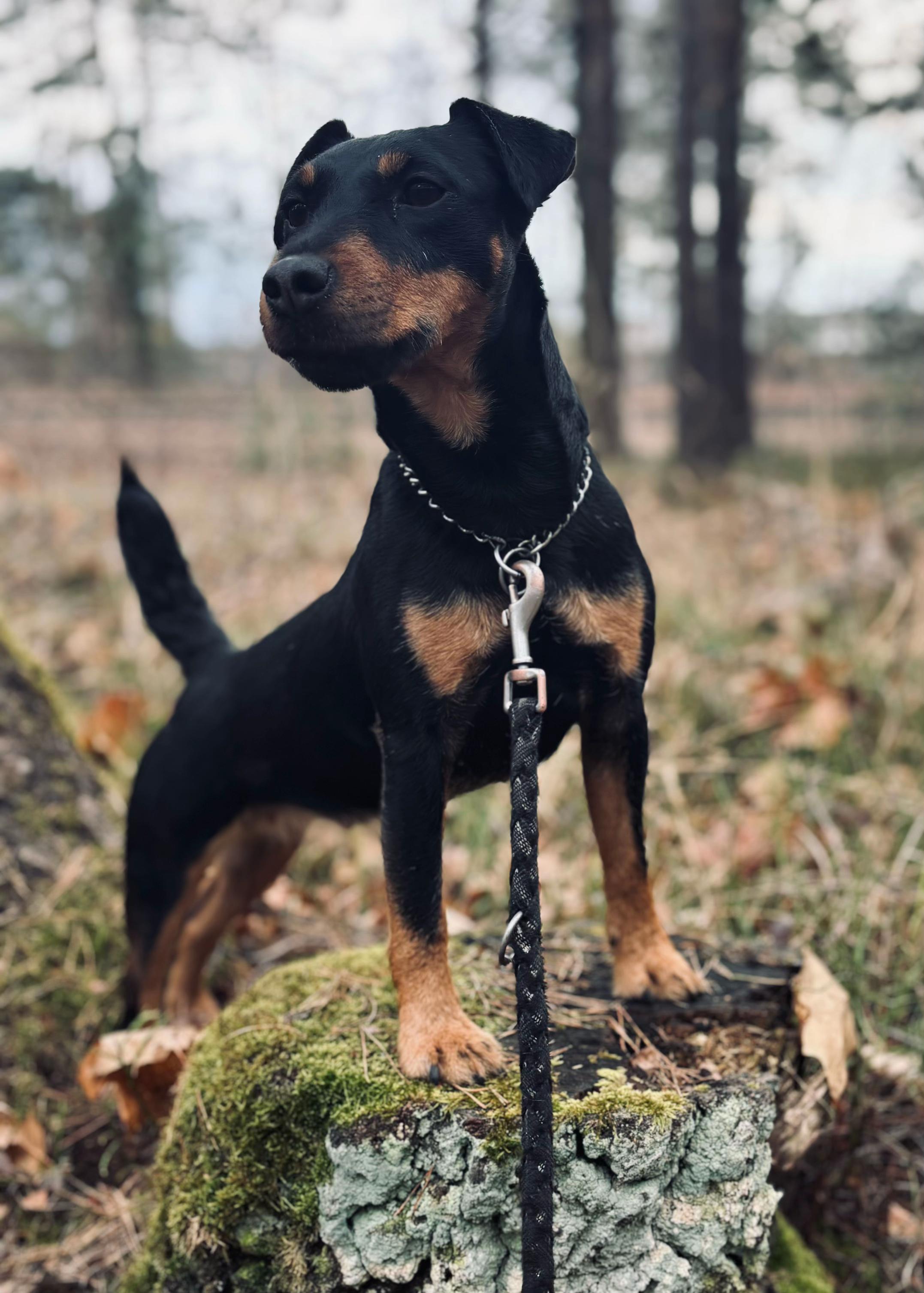 @miri_und_die_terrier