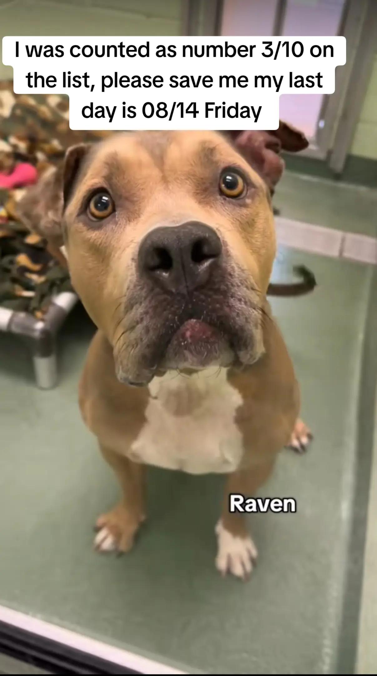 @adoptabledogsofmiami