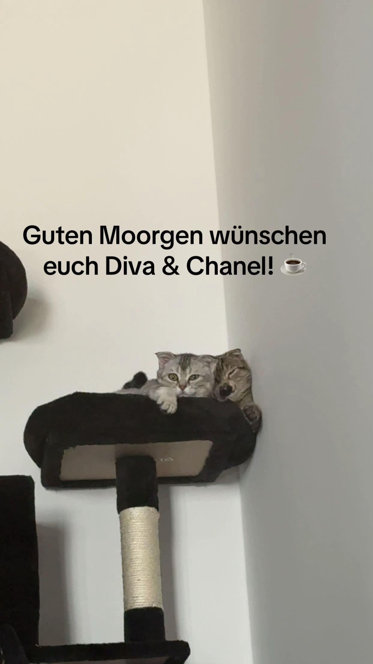 @Divaurteilt