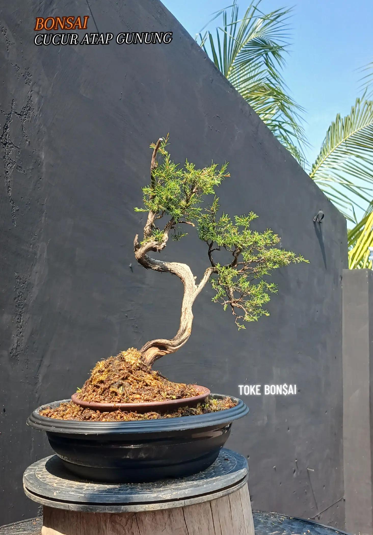 @Toke bonsai galeri