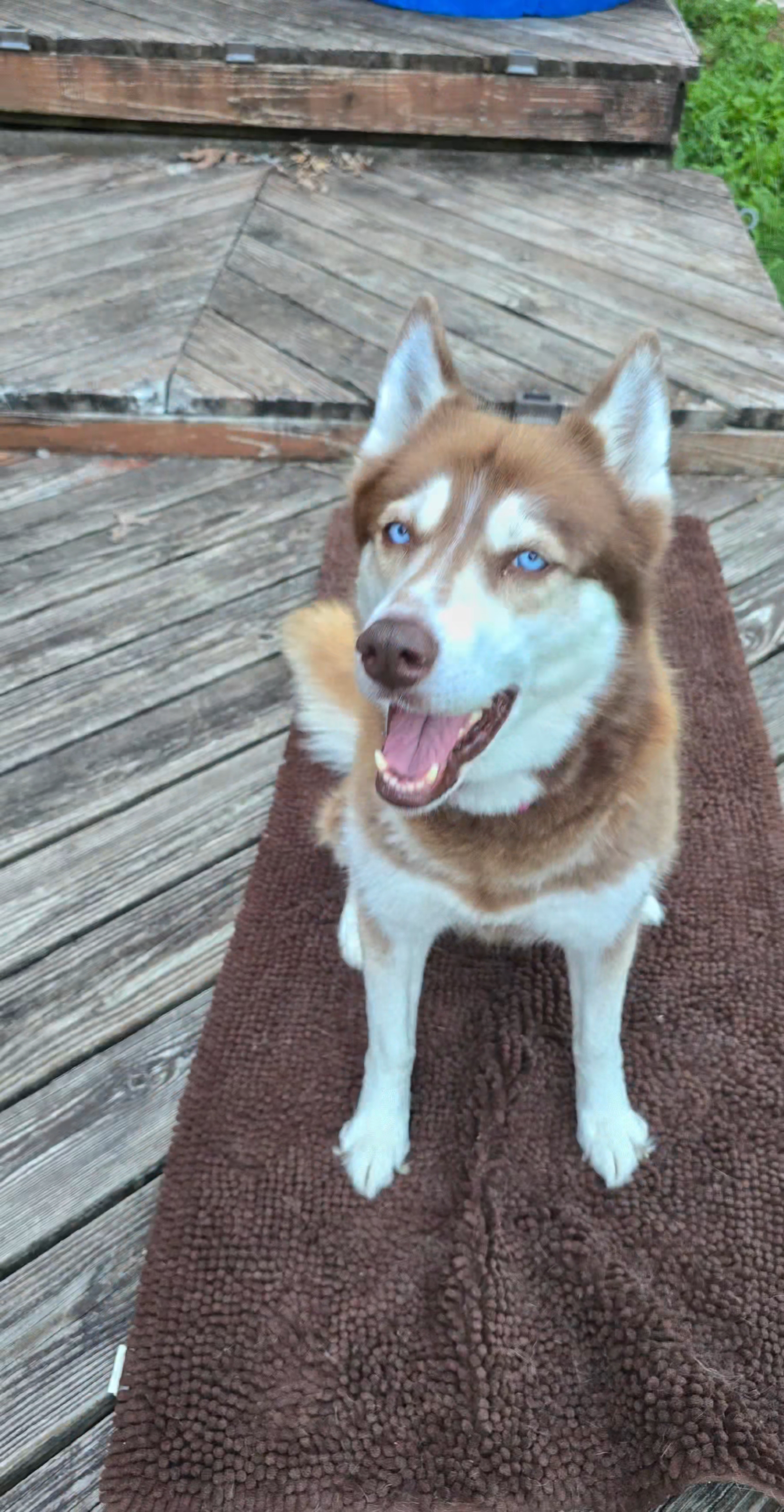 @Diane | Huskies-Jack & Jill