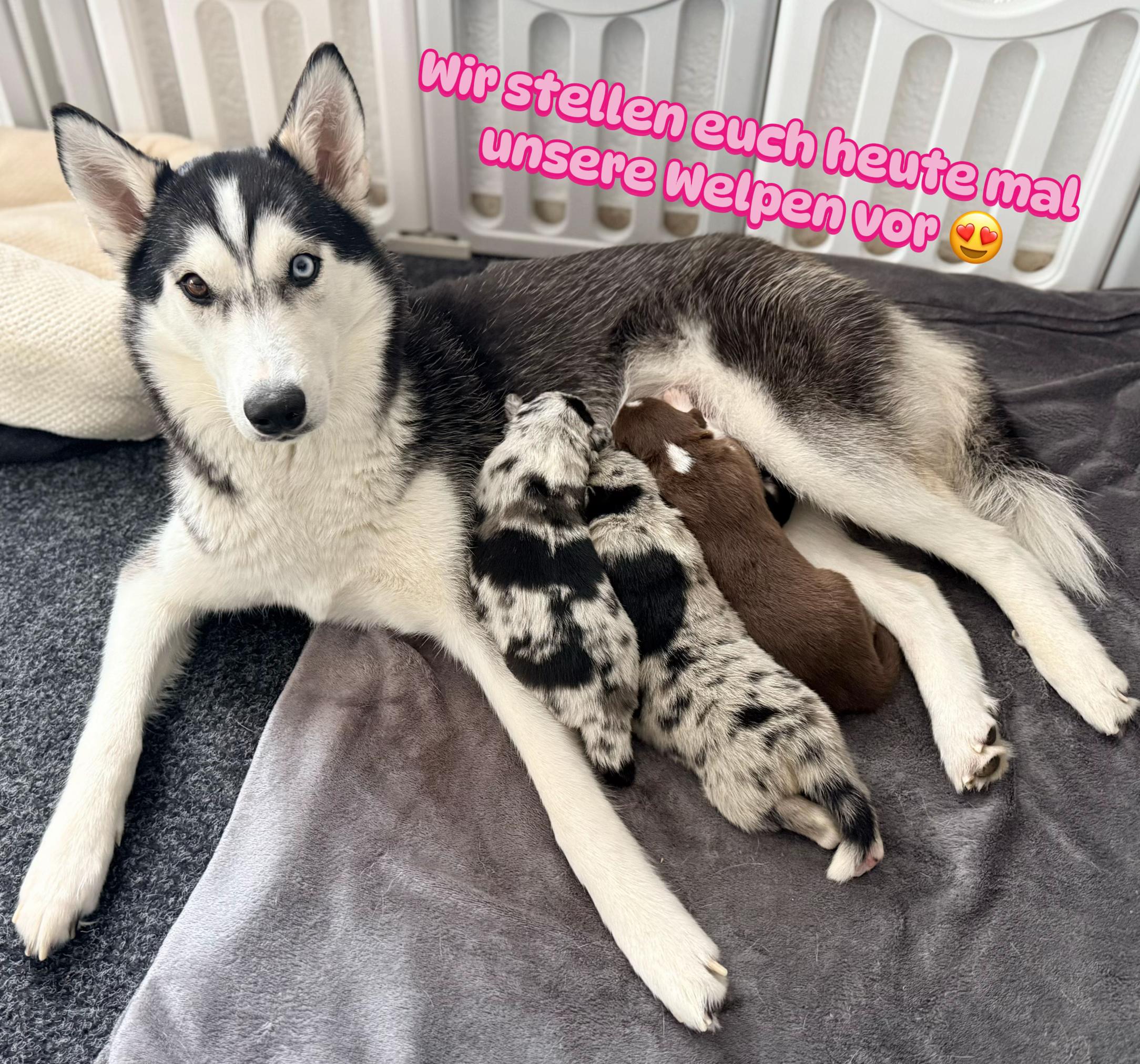 @Mylo_wird_zum_Assistenzhund