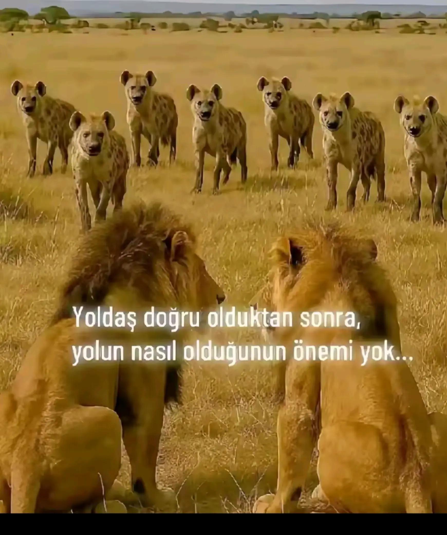 @Zeynep