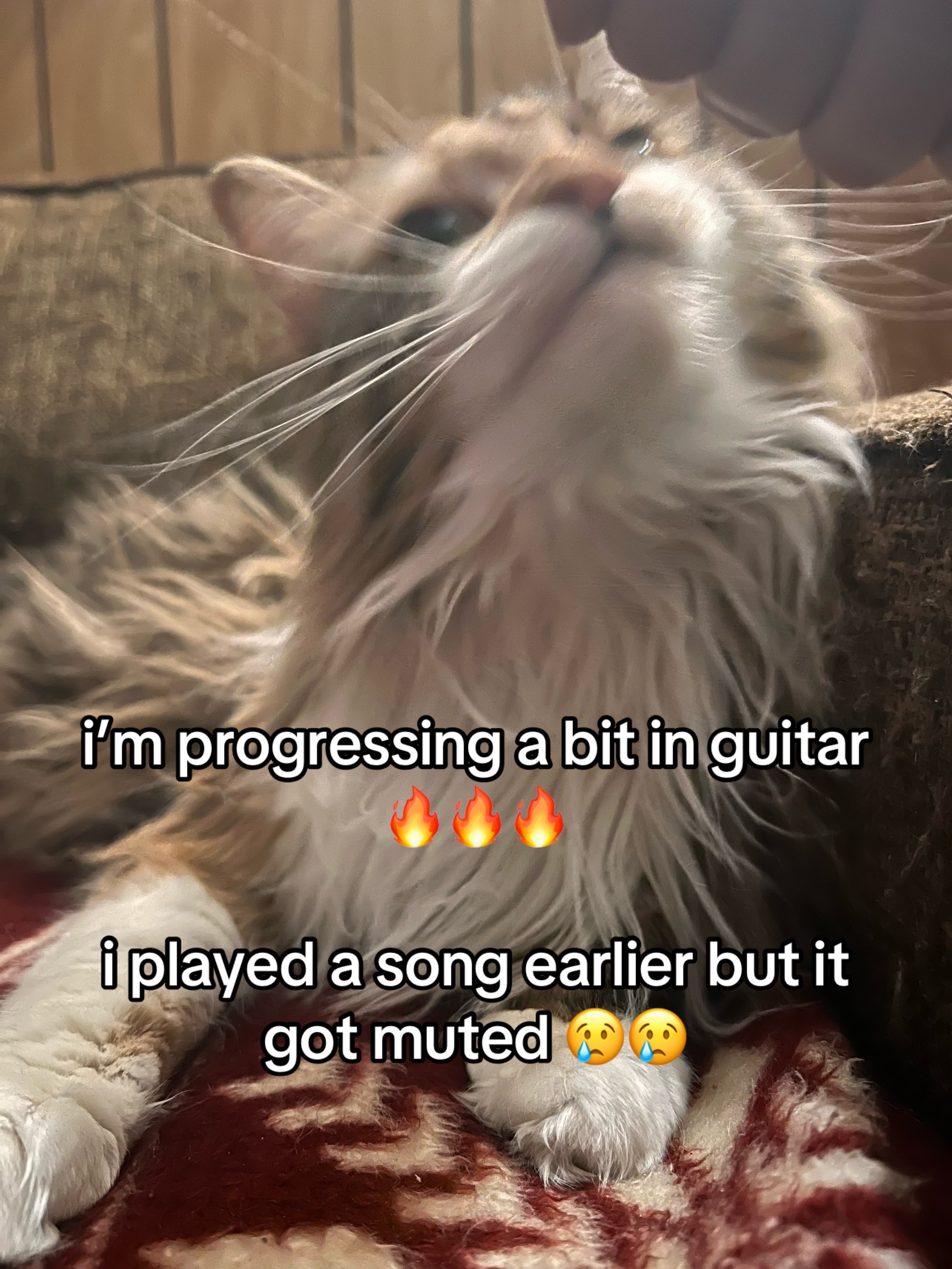 @jack of atleast 3 trades🎸🎻🎹