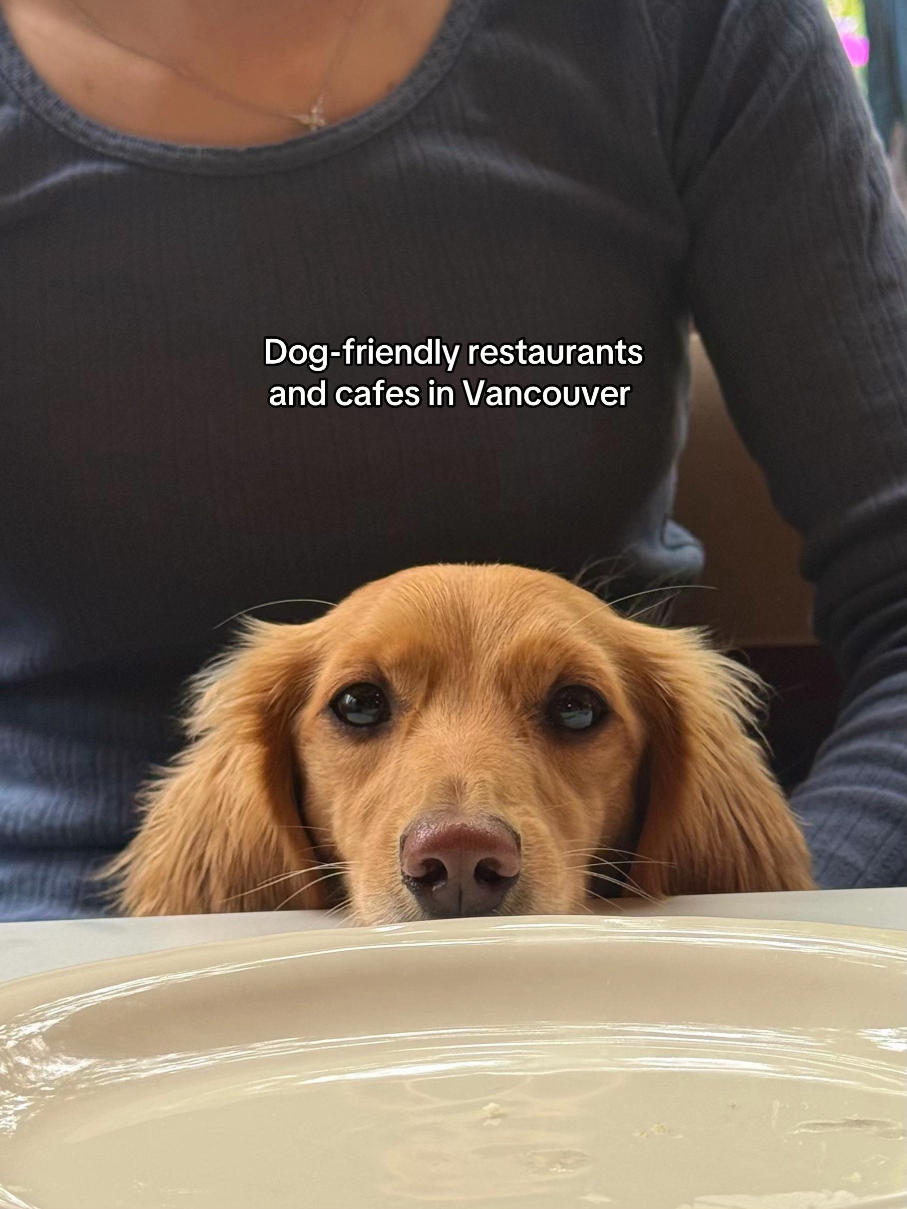 @cashewdachshund