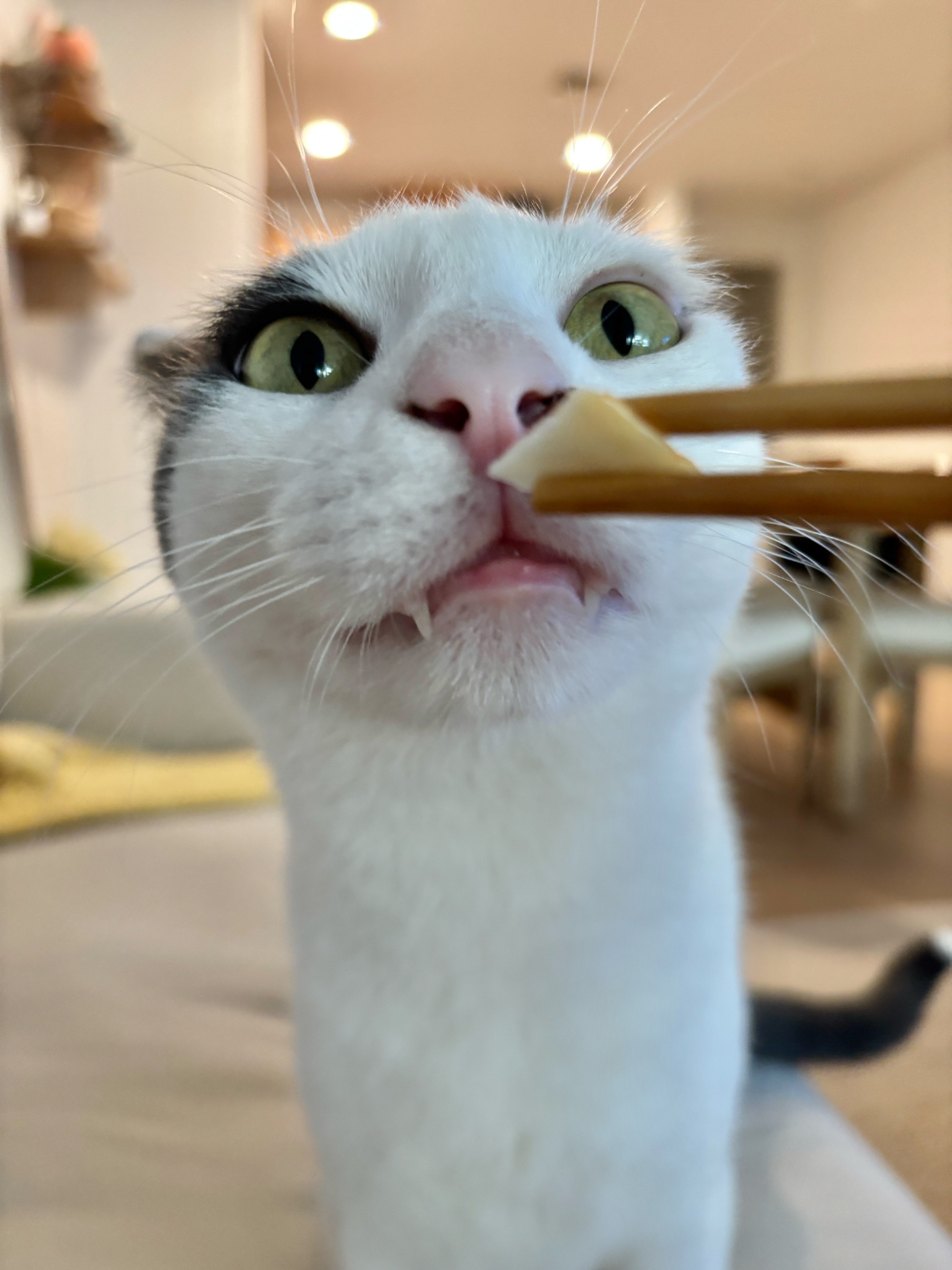 @Mimi Wawa Meow