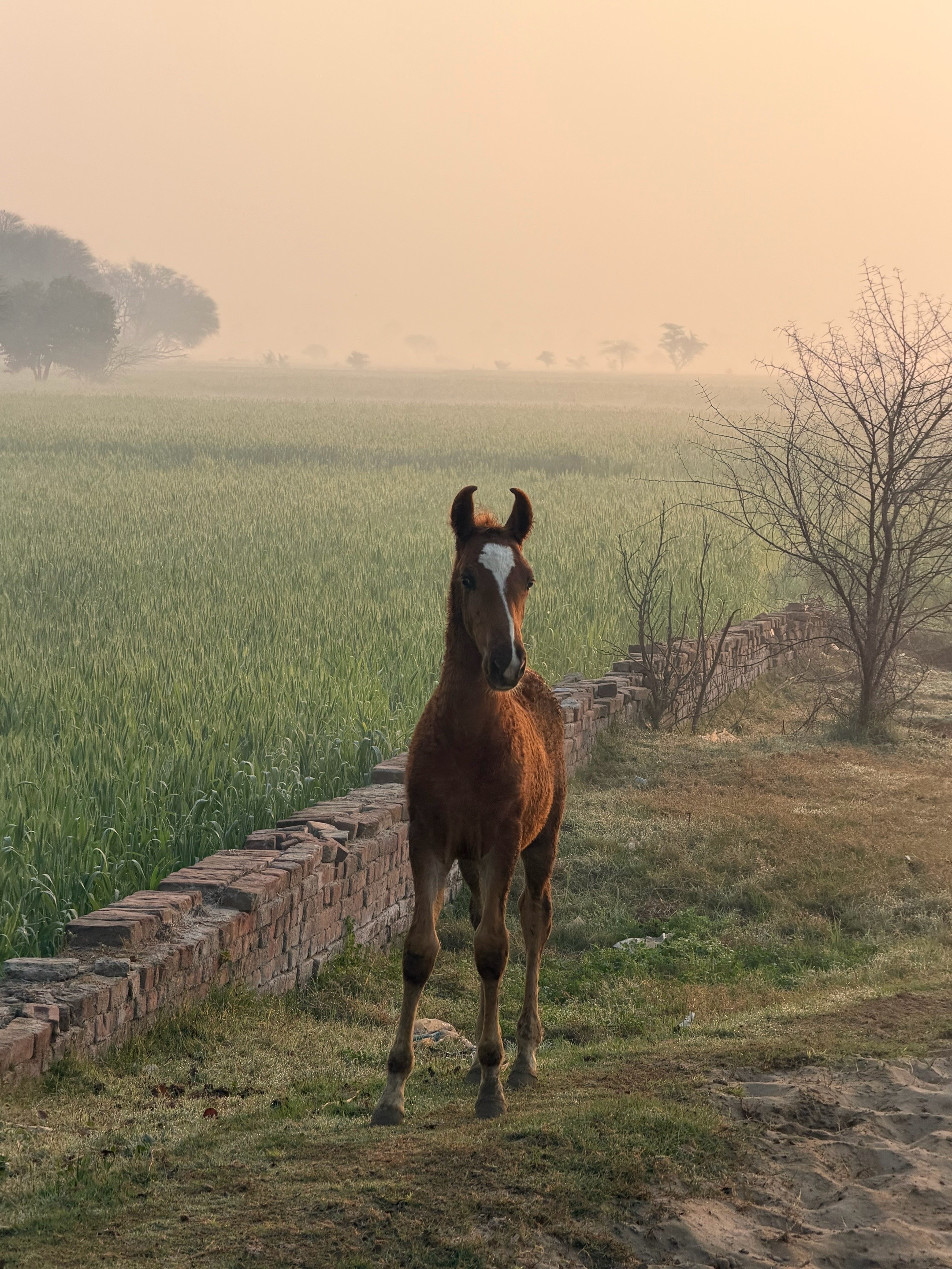 @Dullah Gujjar