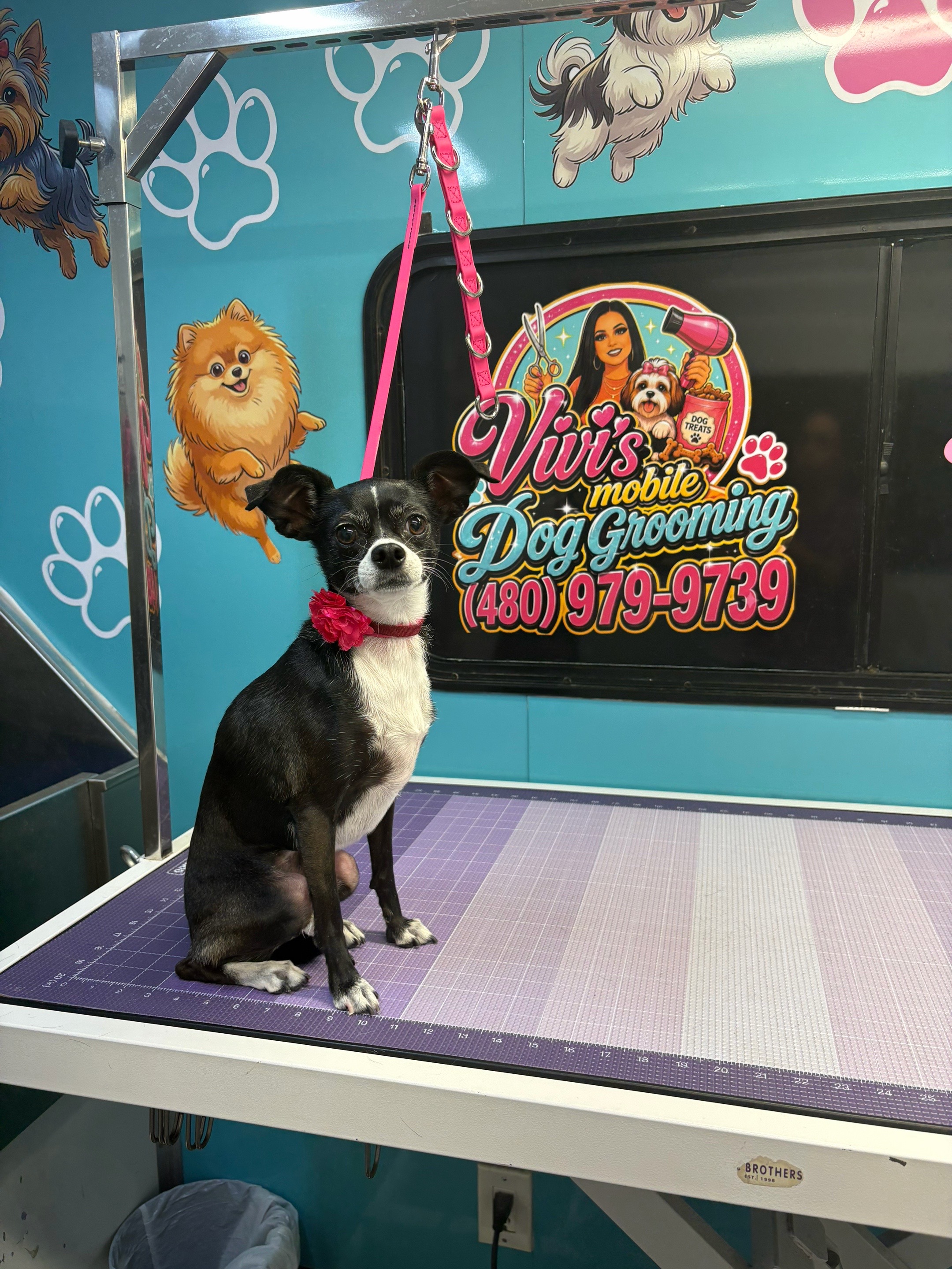 @Vivismobiledoggrooming