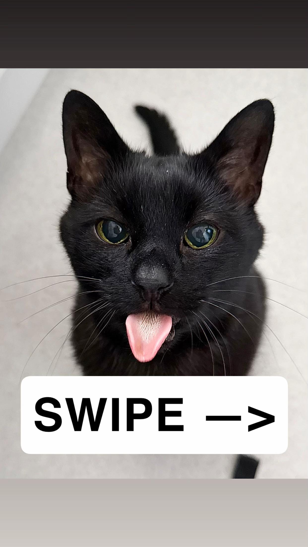 @Teefie_tribe 🐈⬛🐈⬛🐈🦷🦷