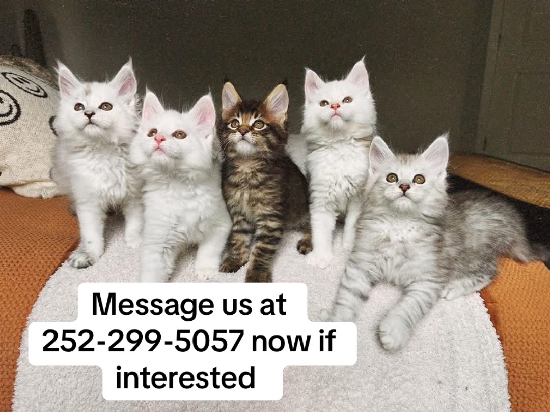 @blackkitties