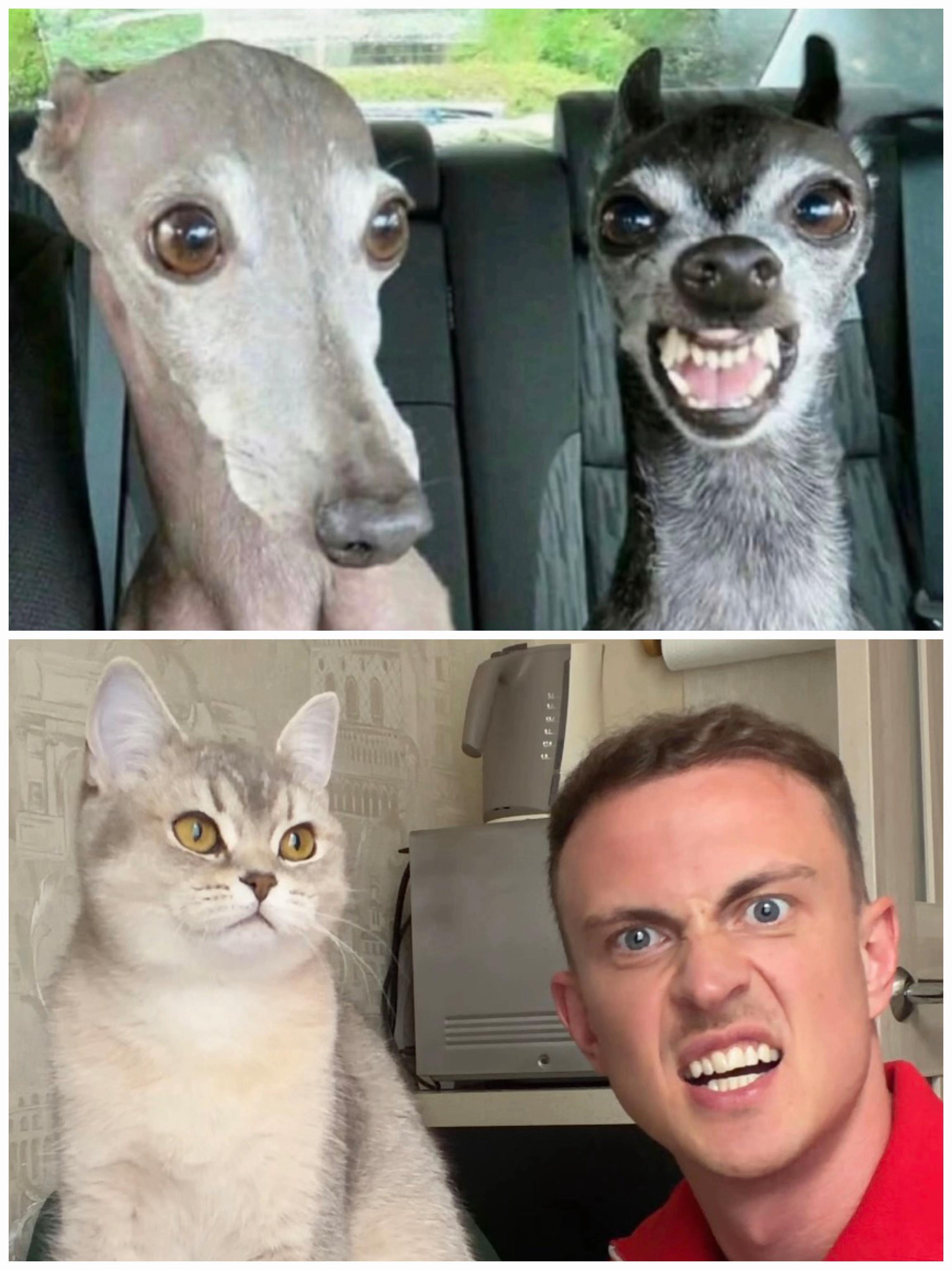 @котопапа