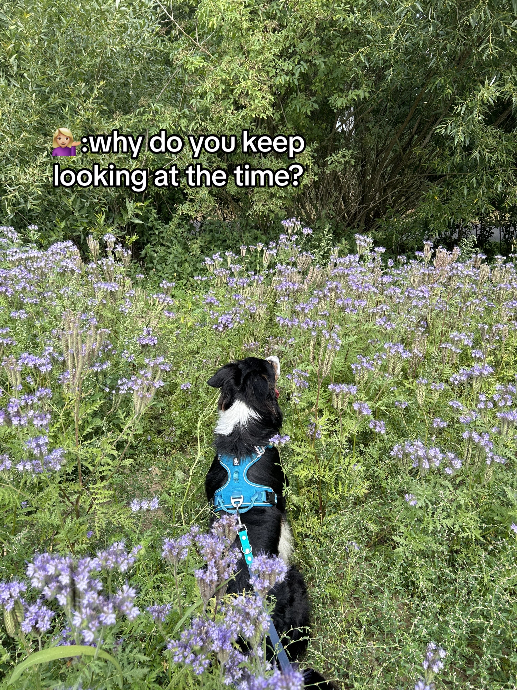 @BLUE🫶🏼