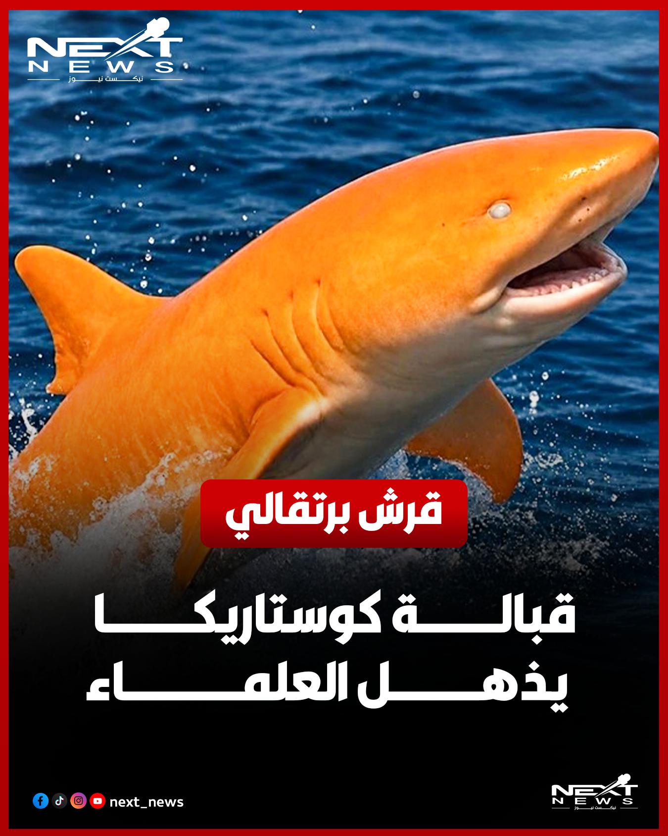 @nextnews