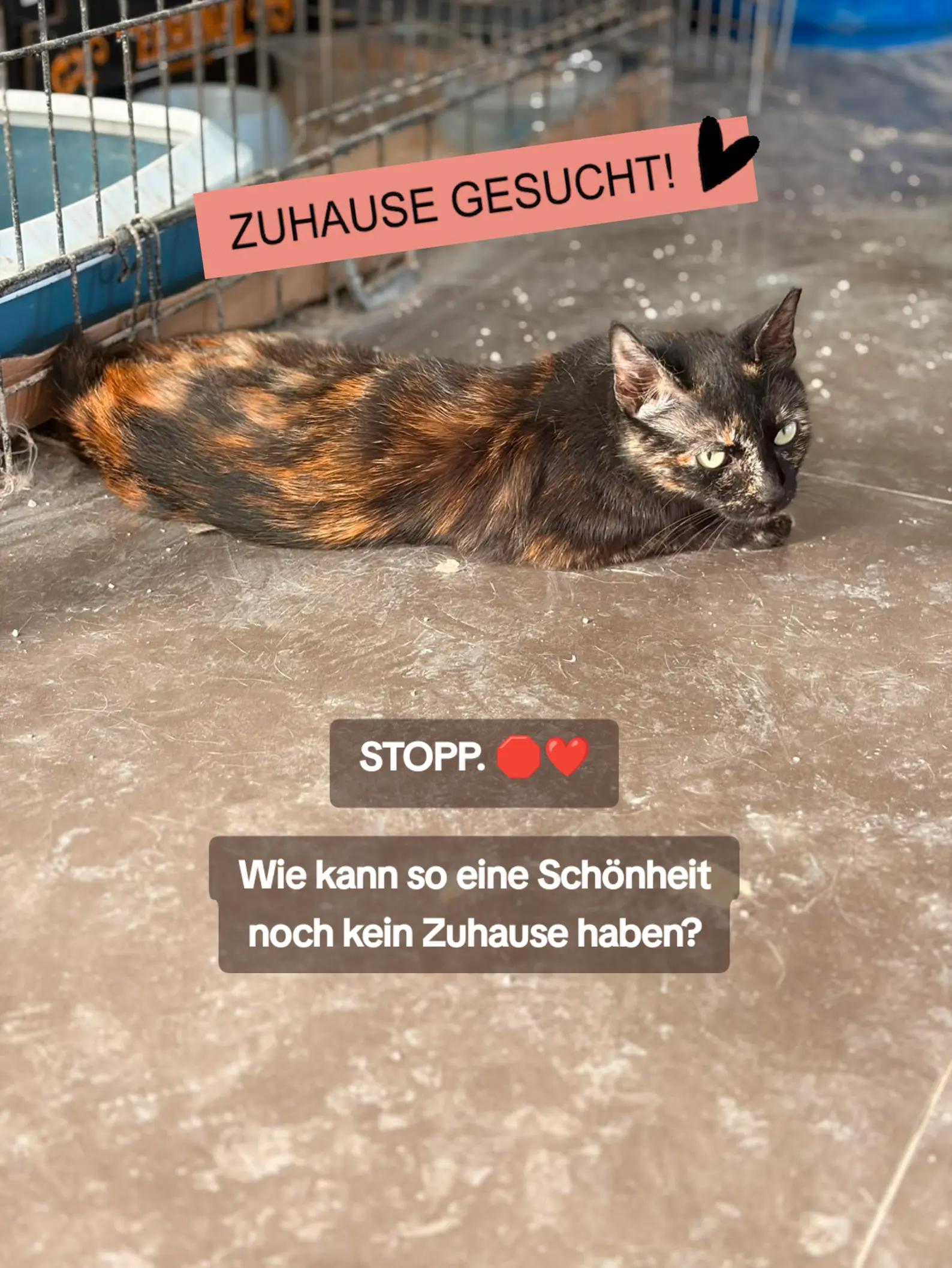 @Katzenblicke e.V.