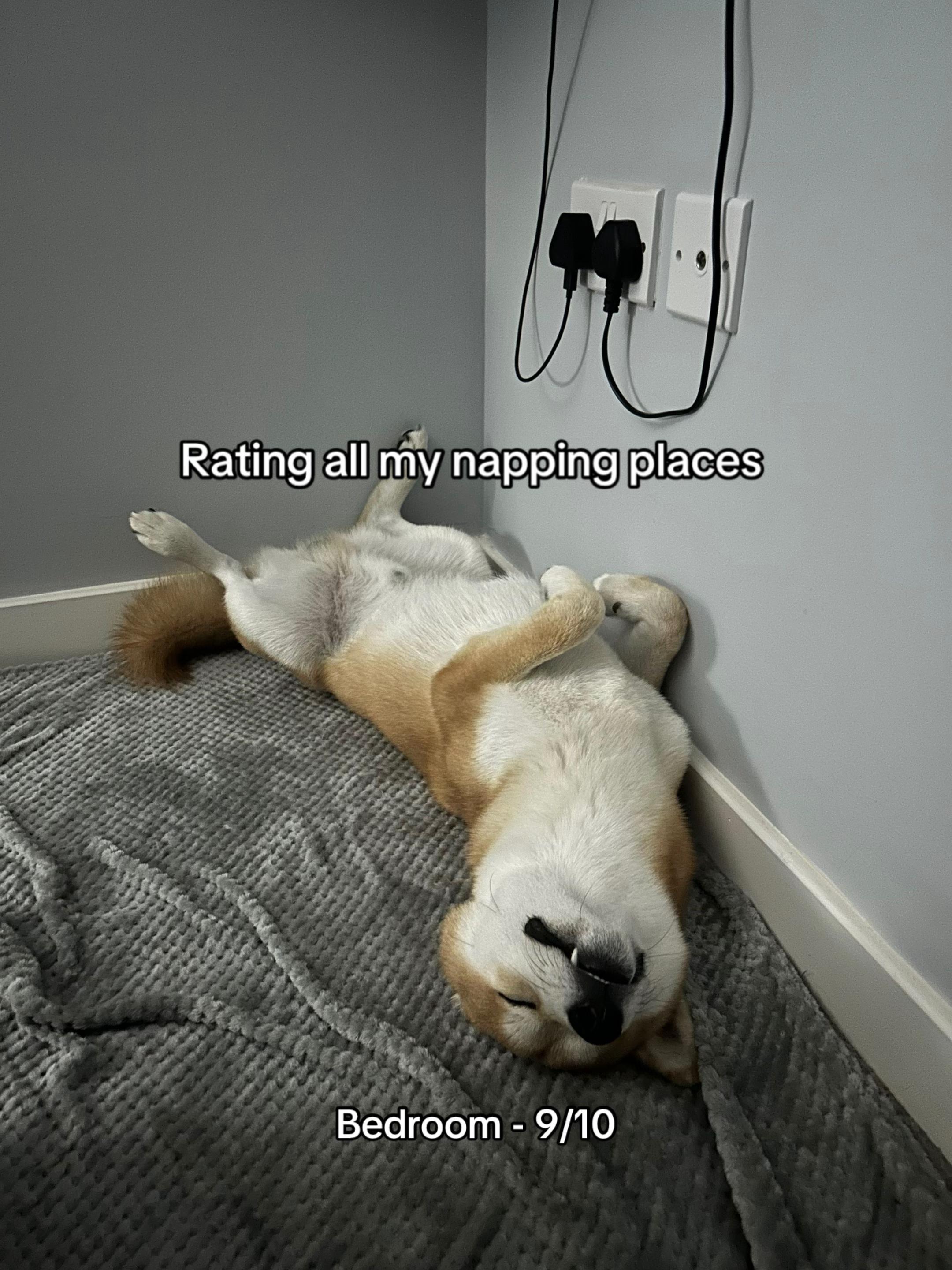 @Kenzo the Shiba