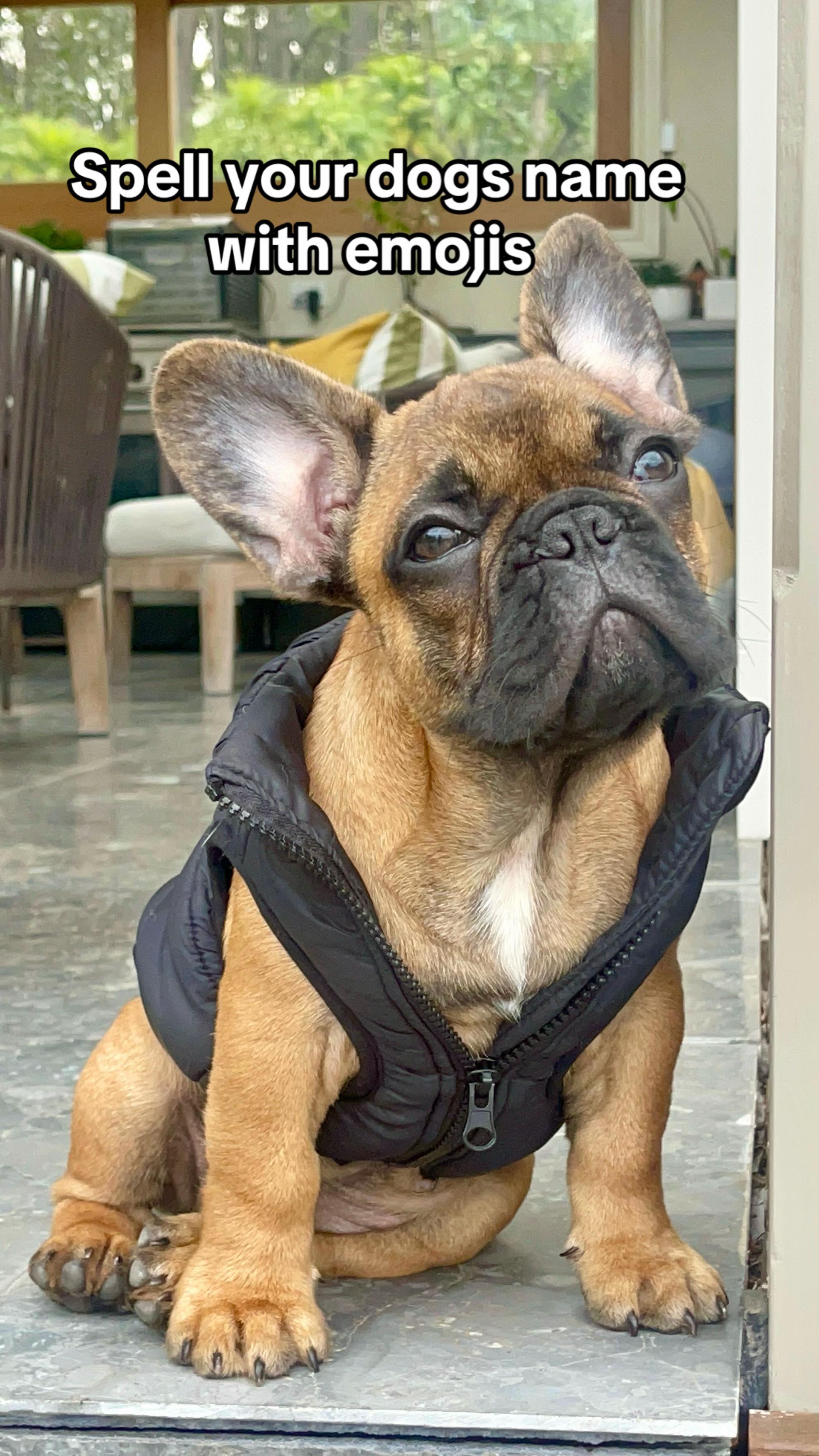 @Axel Rose | Bullmastiff